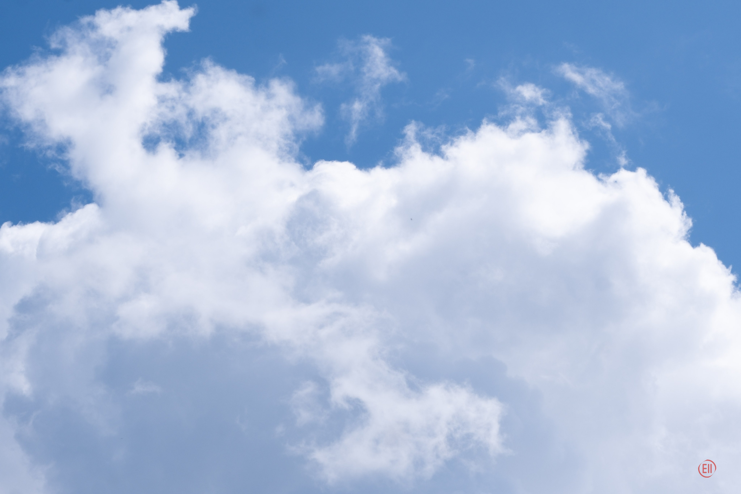 Липецк. Выставка собак. Питомник китайских хохлатых собак Poale Ell: купить щенка