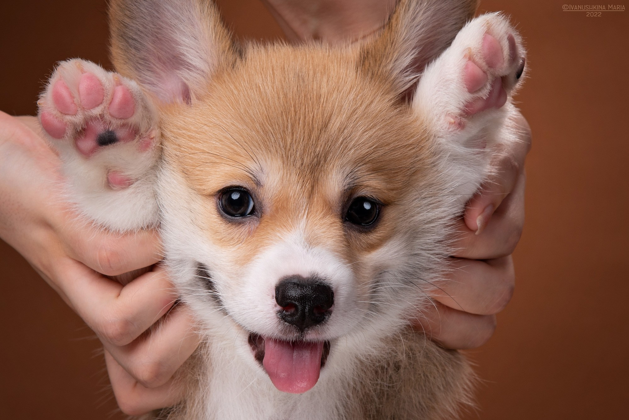 милый корги