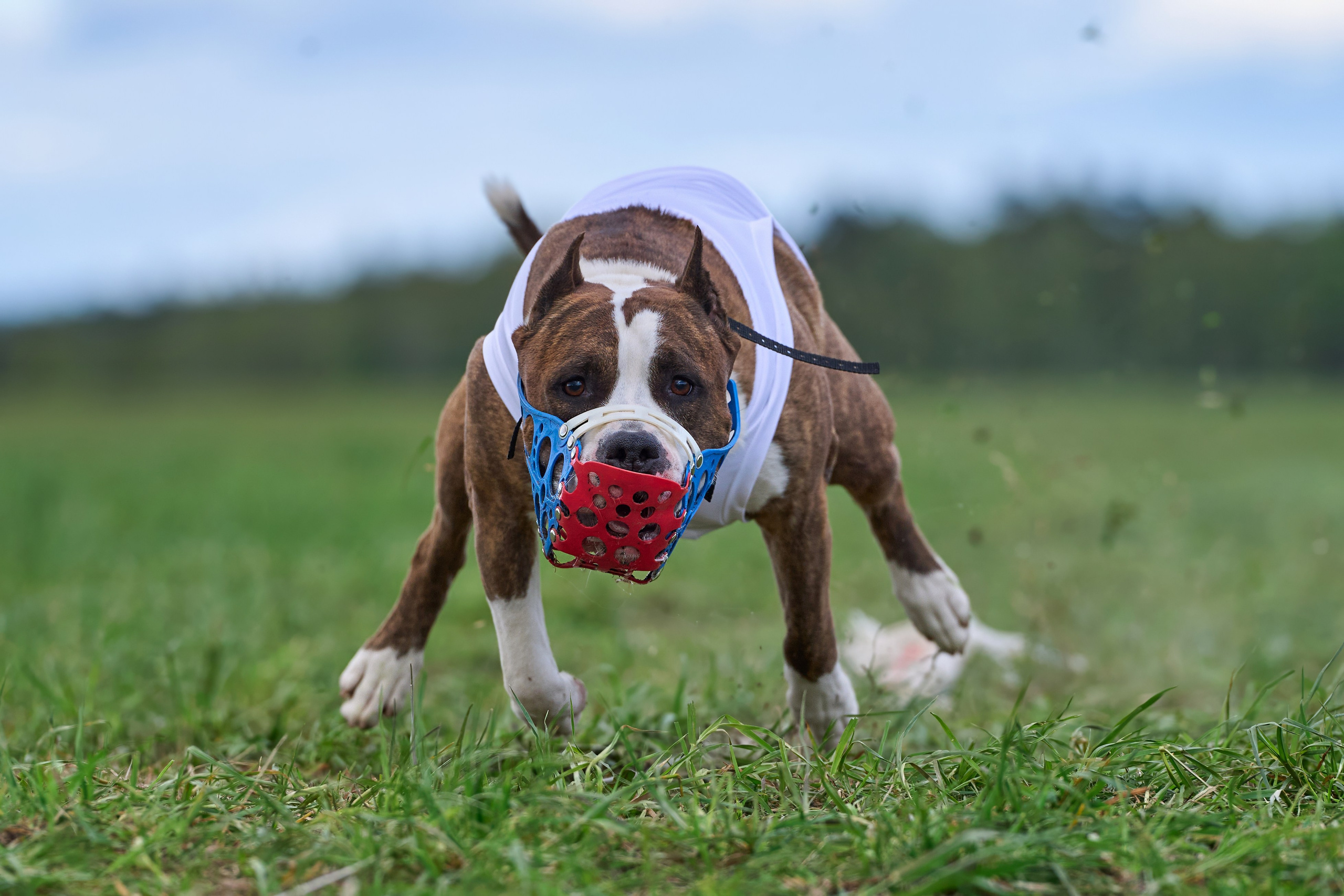 ЧРКФ по бегам за мех.приманкой. Фотограф-анималист Михаил Манухин