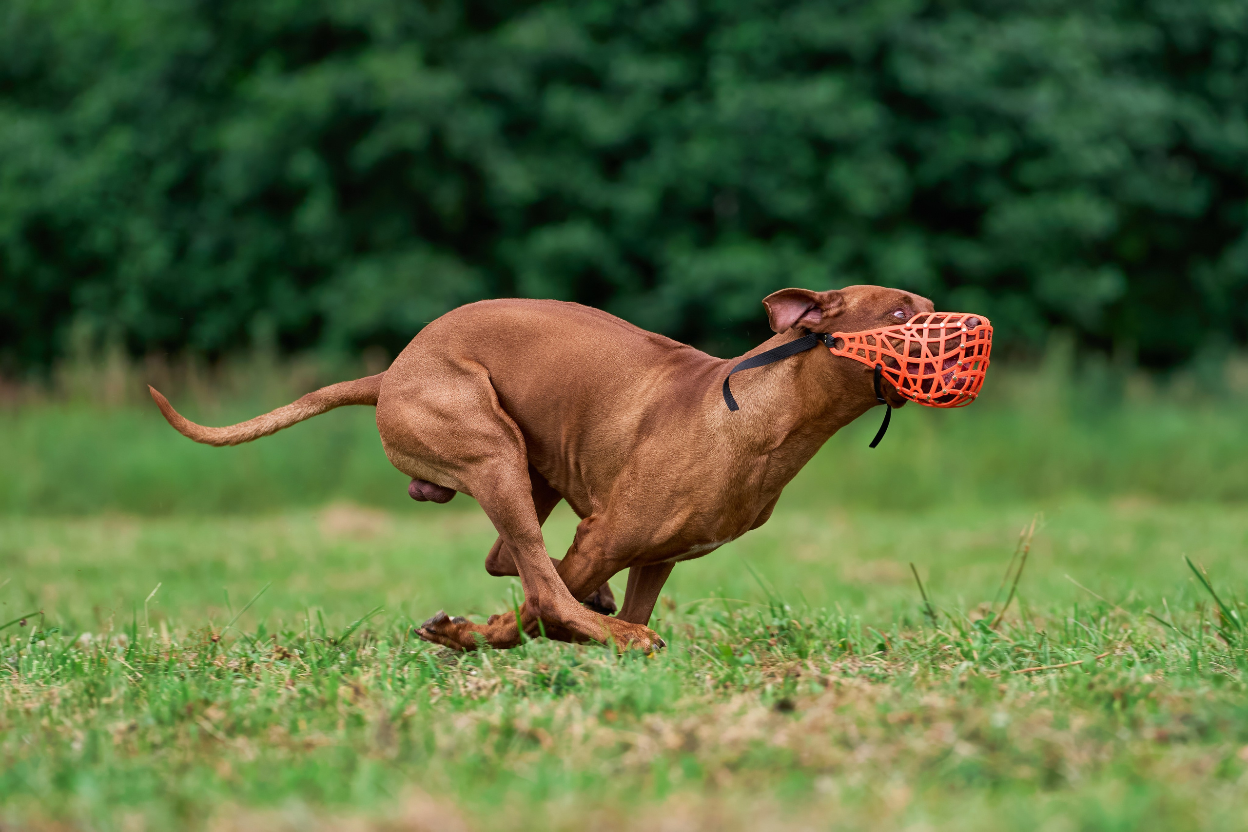 Тренировка в Донино. Фотограф-анималист Михаил Манухин