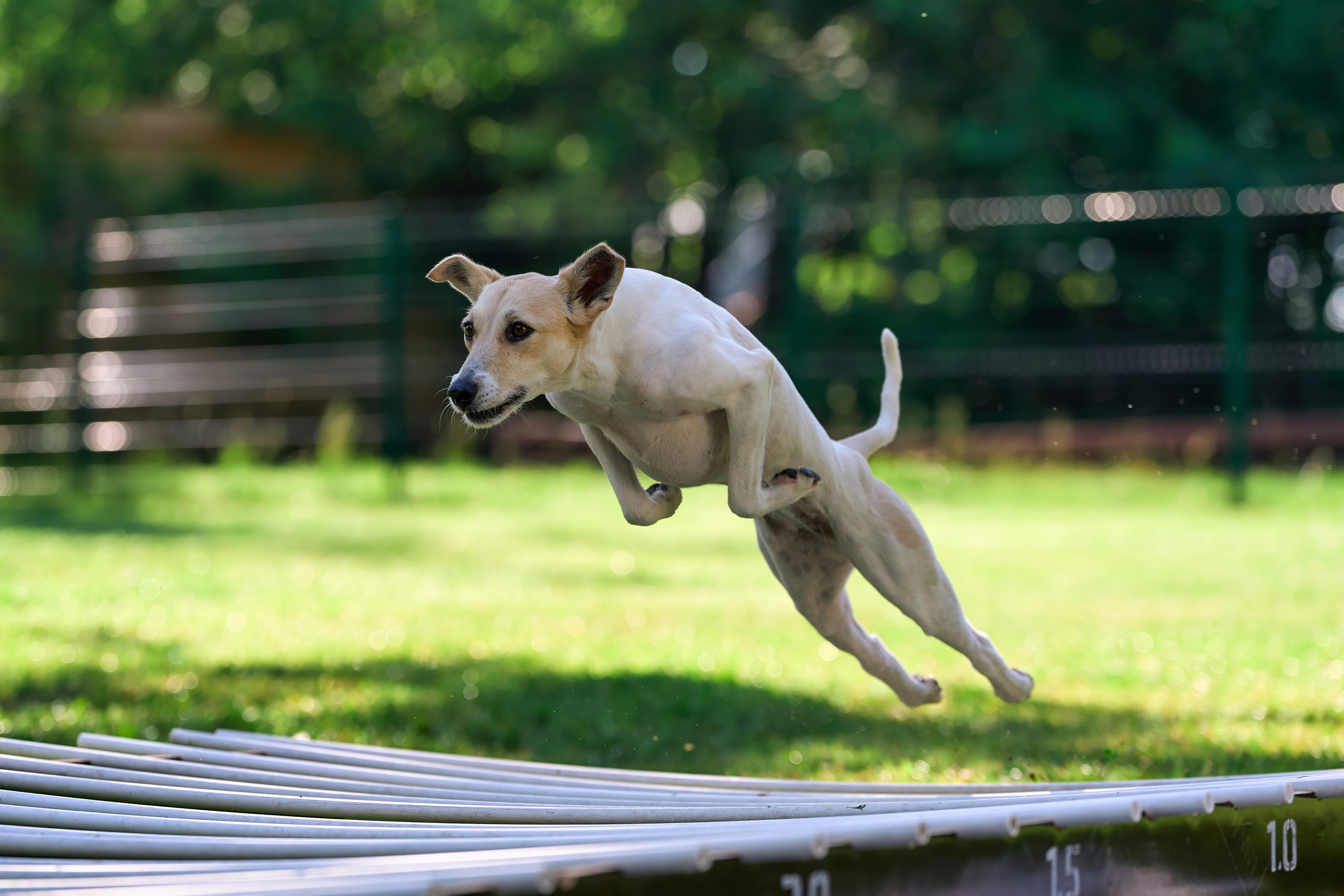Двухдневные соревнования «Jump'n'Gym Fest — 2024». Фотограф-анималист Михаил Манухин