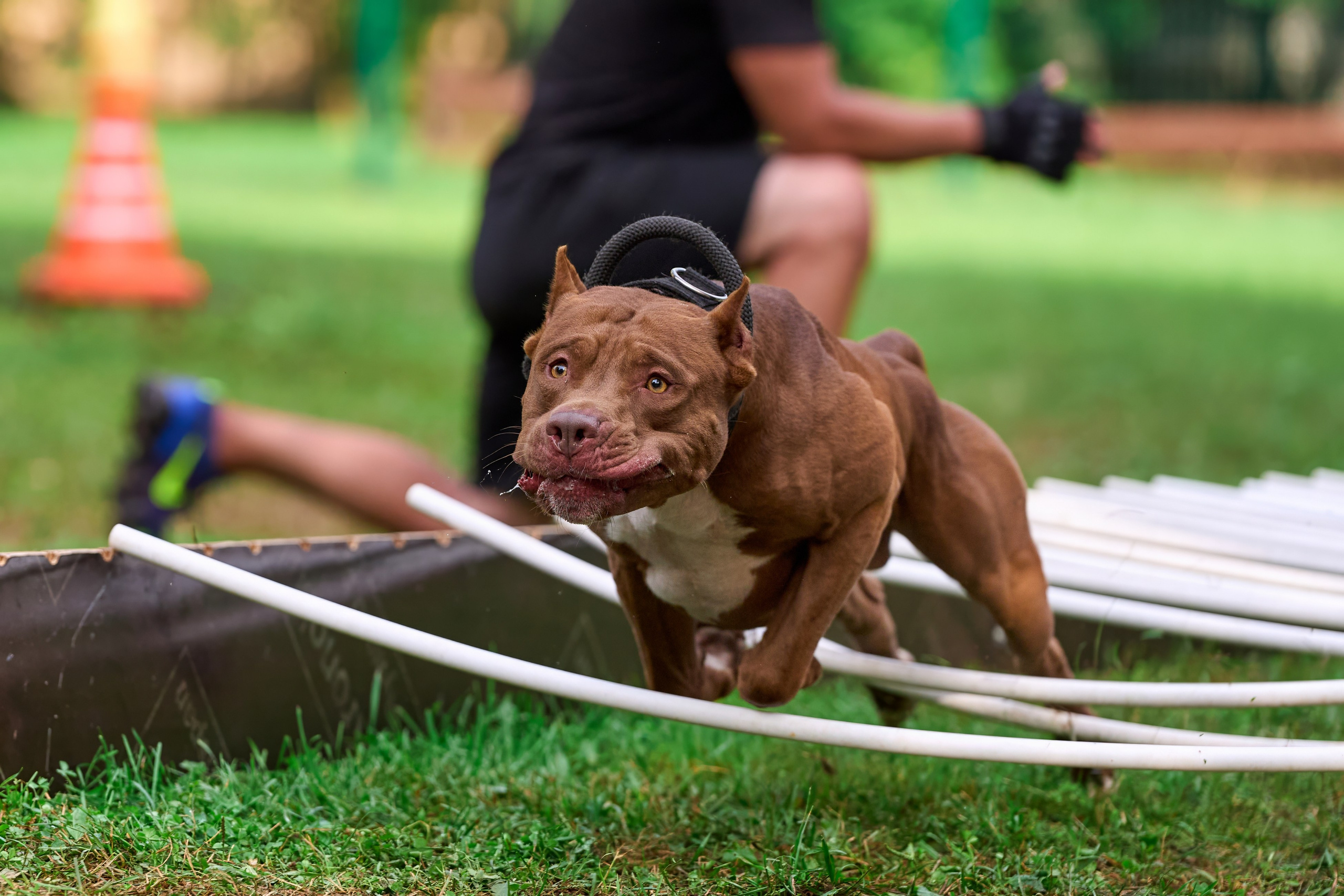 Jump'n'Gym JUMP! — 2024. Фотограф-анималист Михаил Манухин