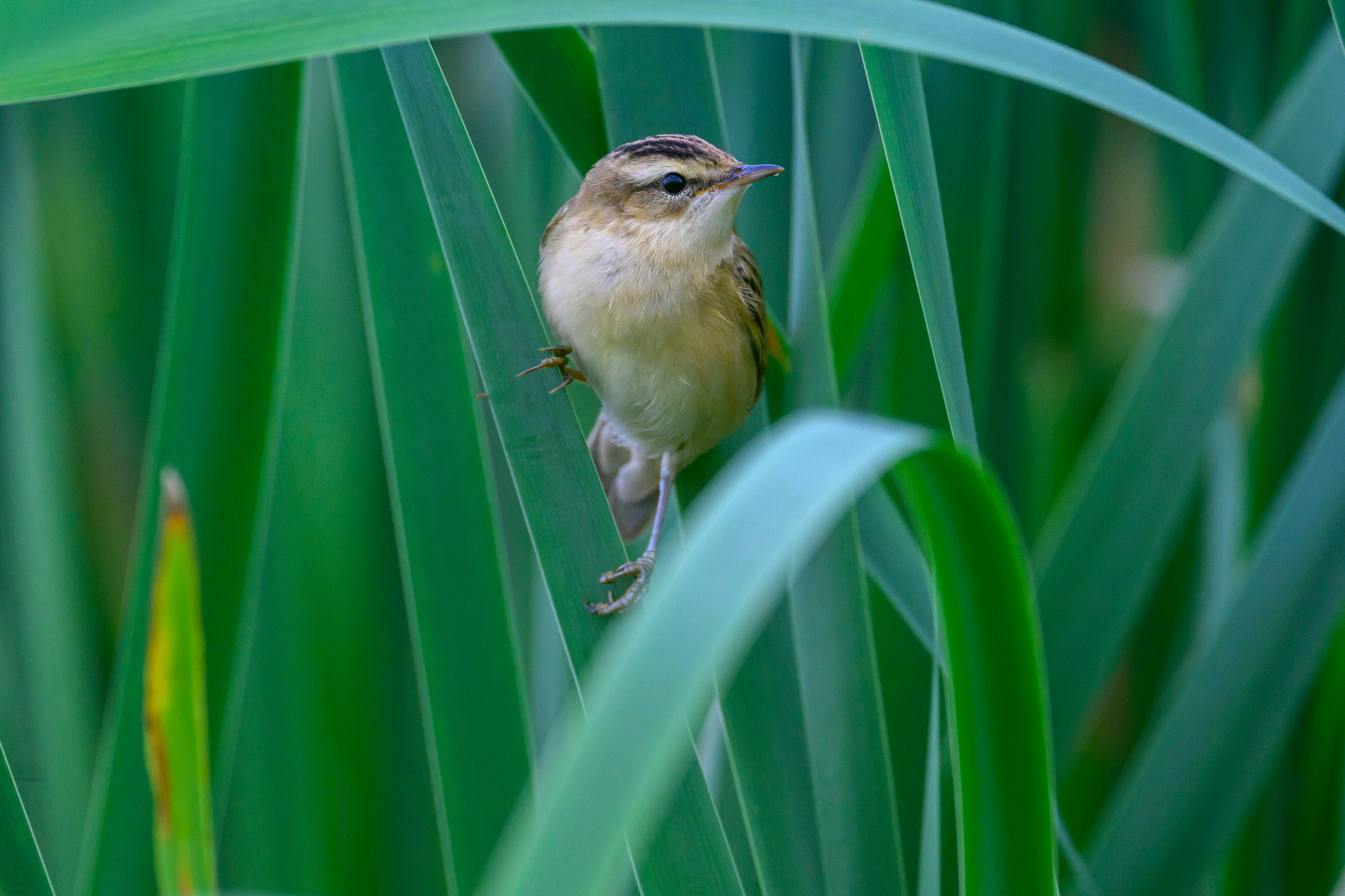 Веретенники, фифи и турухтаны. Godwits, Wood sandpipers and Ruffs. Фотограф Сергей Пупонин