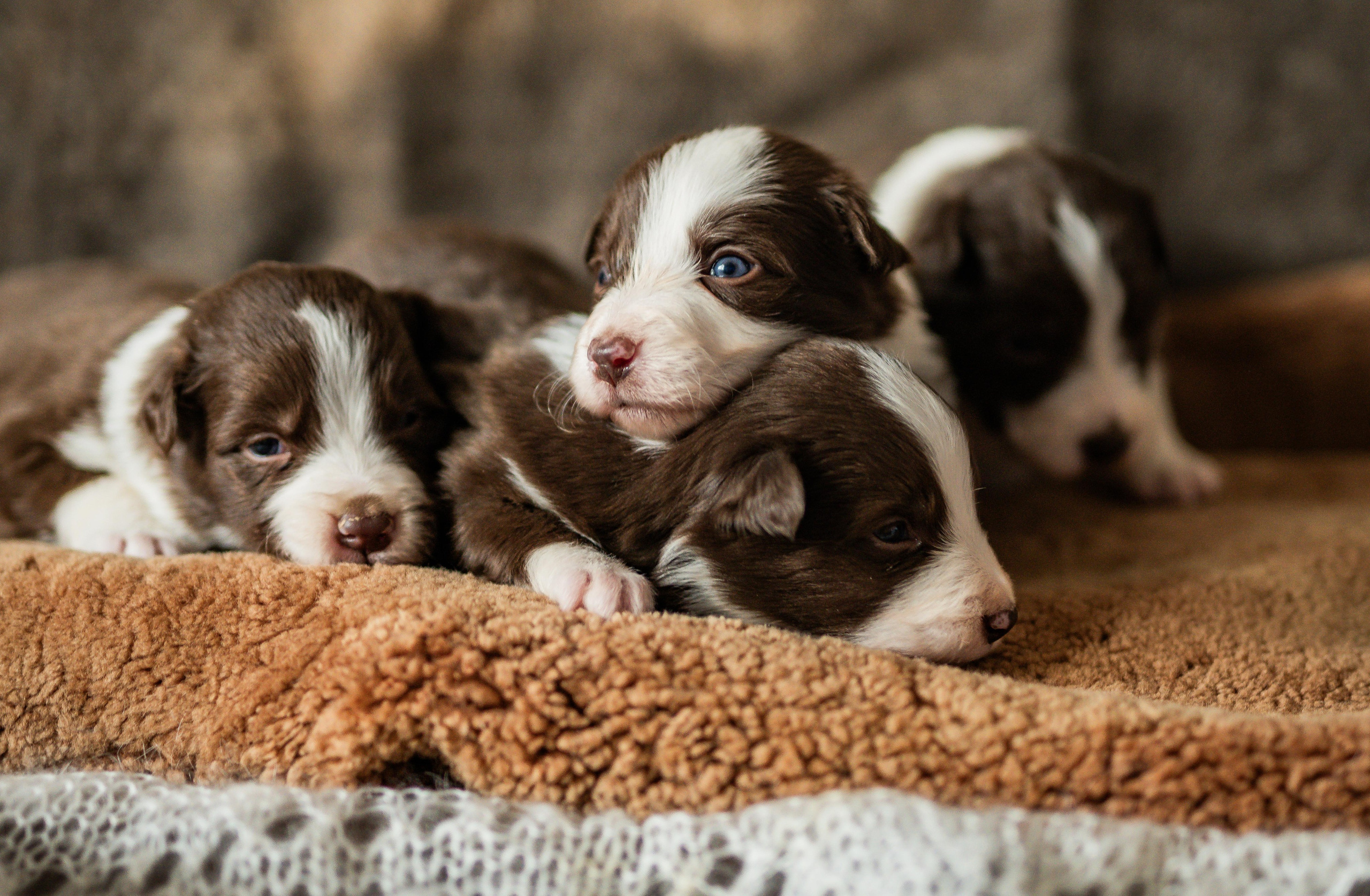 Фритсвит. Семейный фотограф Ефремова Виктория