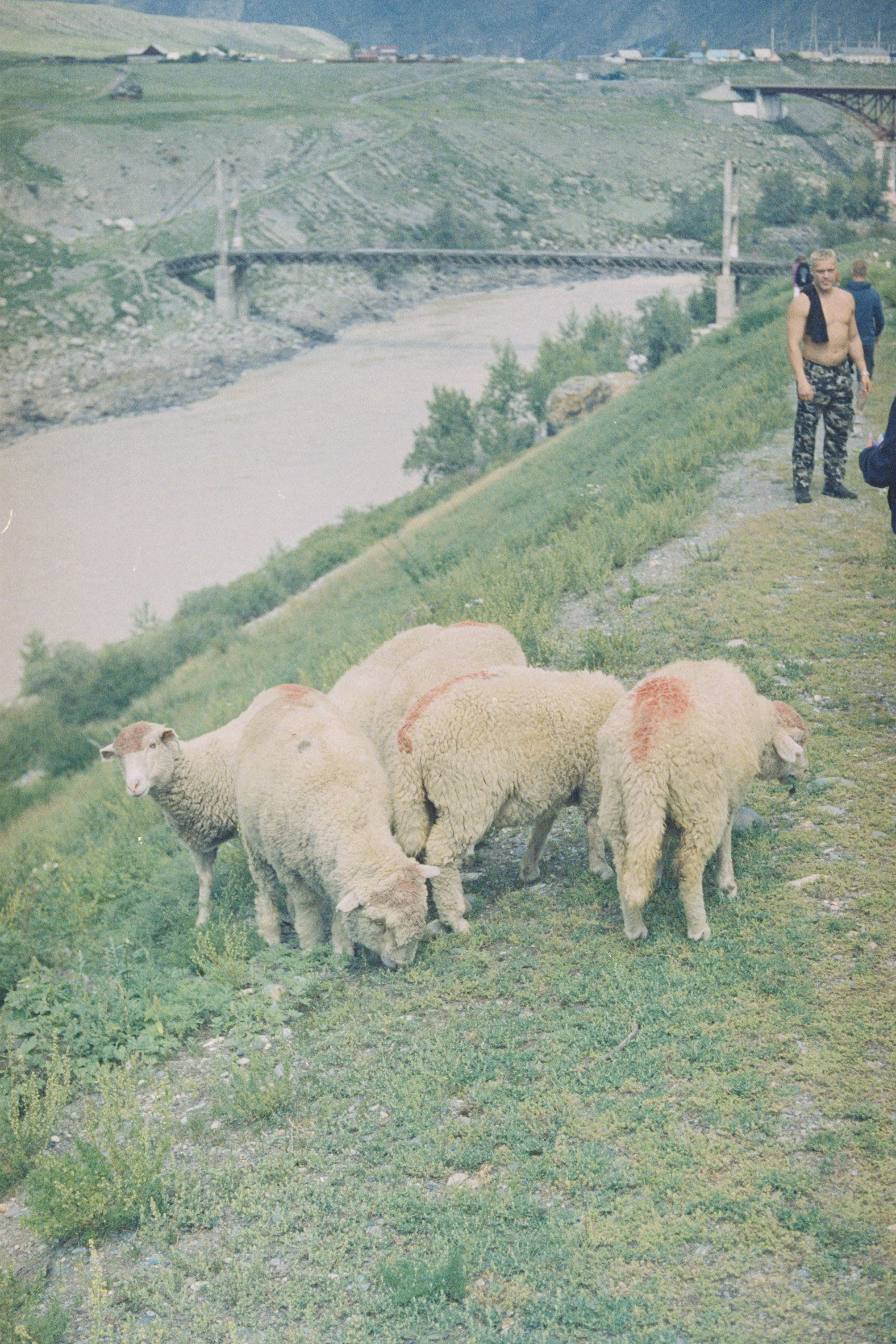 Altai \ august 2022 \ film. Коммерческий Фотограф Виктор Фоменых