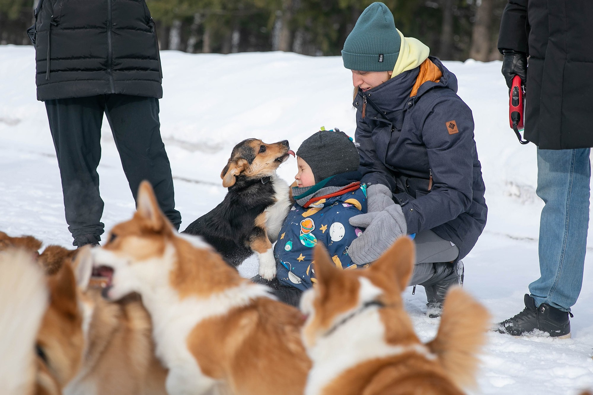 Корги-туса. Фотограф-анималист в Омске Екатерина Маричева