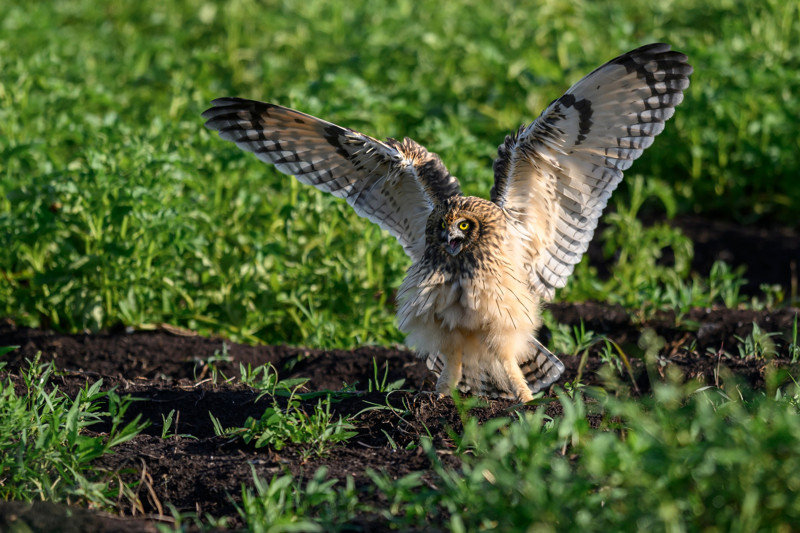 Совята завтракают. The owlets are having breakfast. Wildlife photography by Sergey Puponin