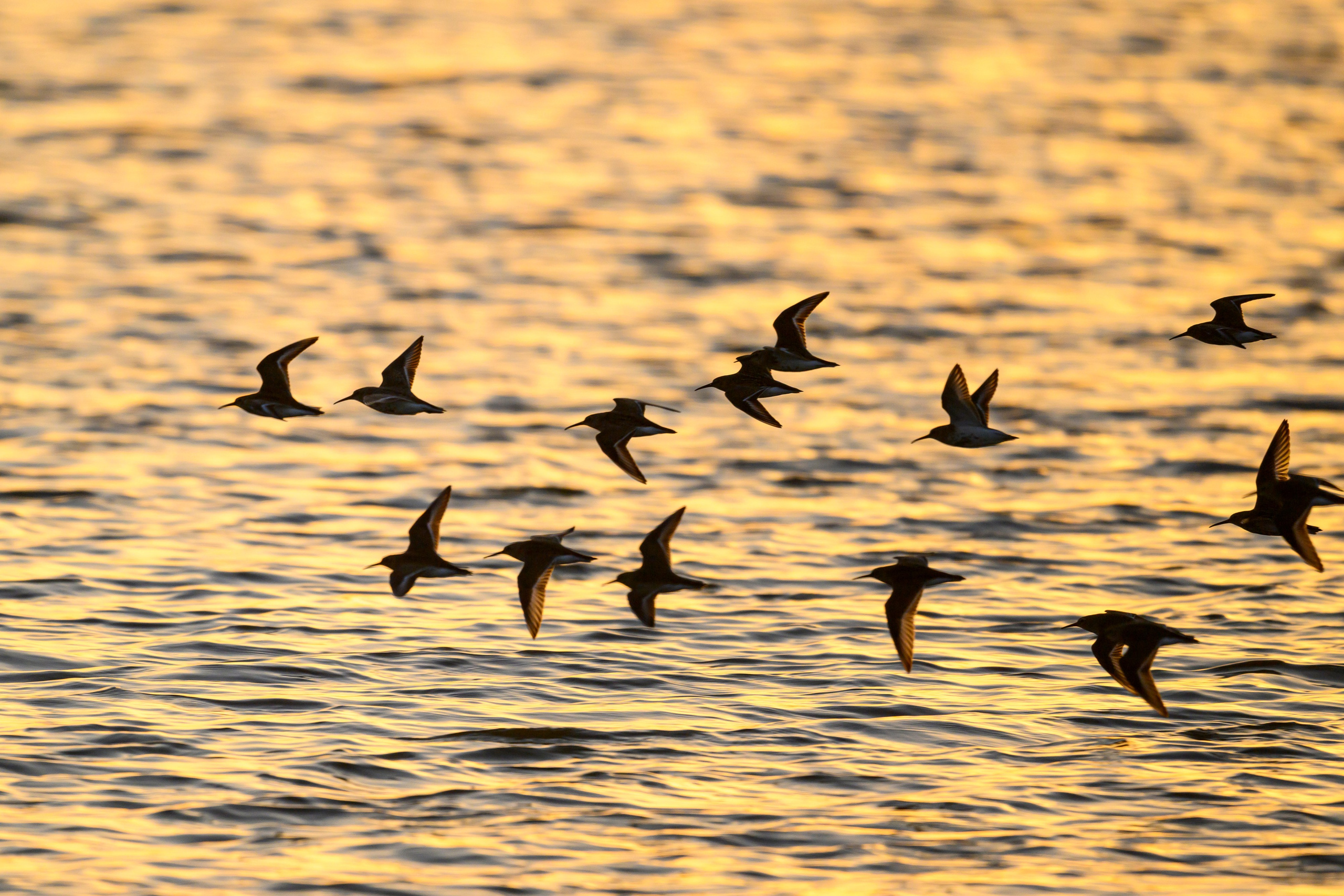Фифи на рассвете. Wood sandpiper at dawn. Фотограф Сергей Пупонин