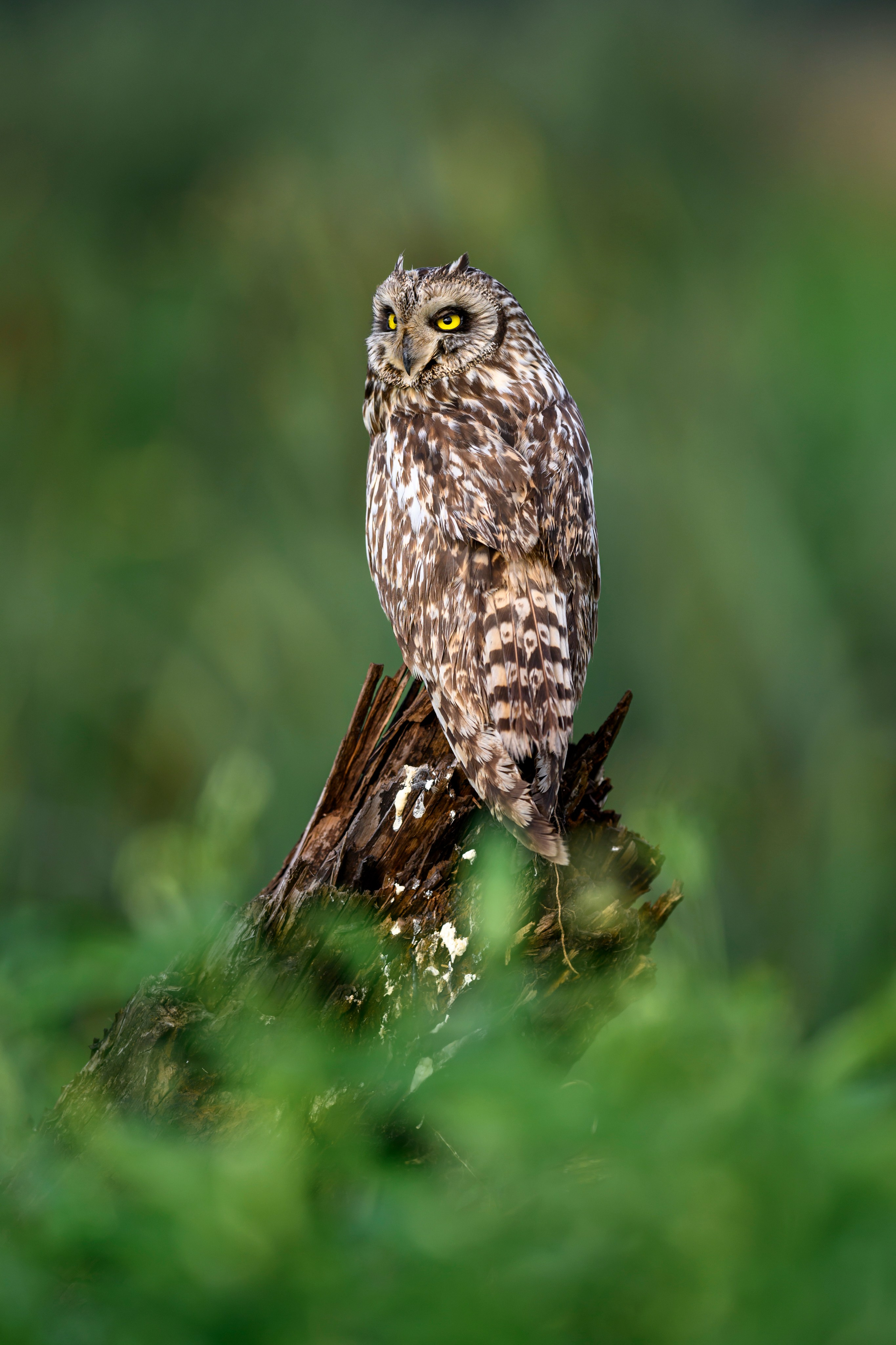 Сова на рассвете. Owl at dawn. Wildlife photography by Sergey Puponin
