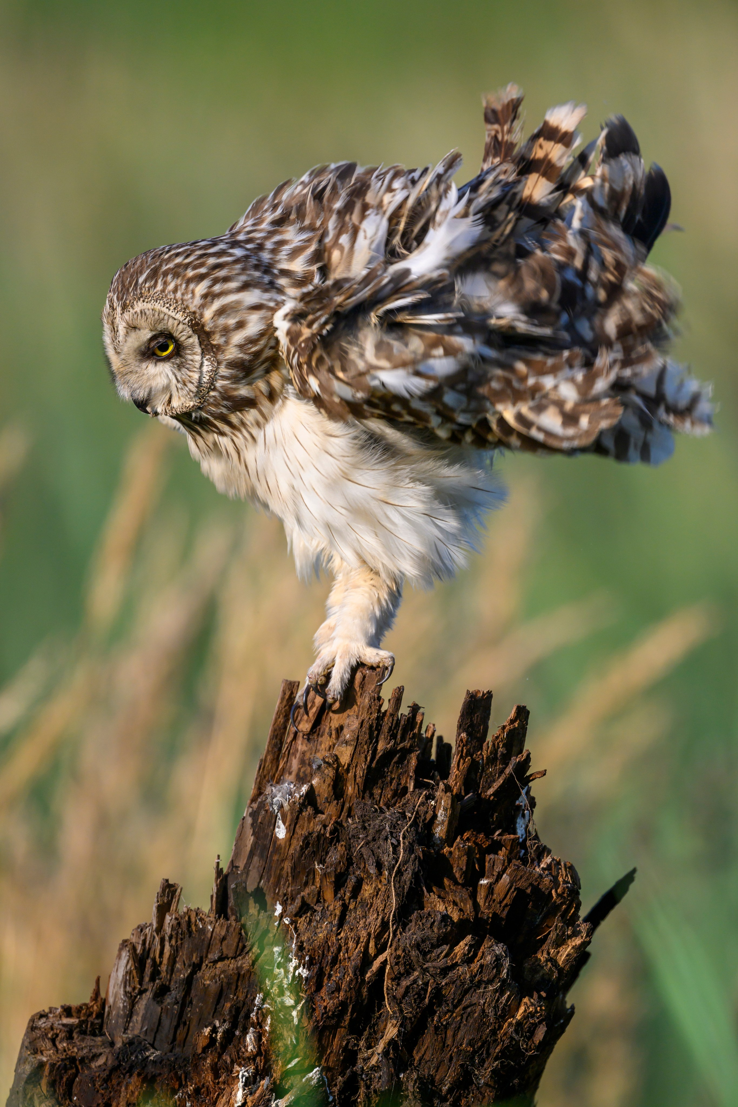 Портреты совы и драка с лунем. Portraits of an owl and a fight with a harrier. Wildlife photography by Sergey Puponin