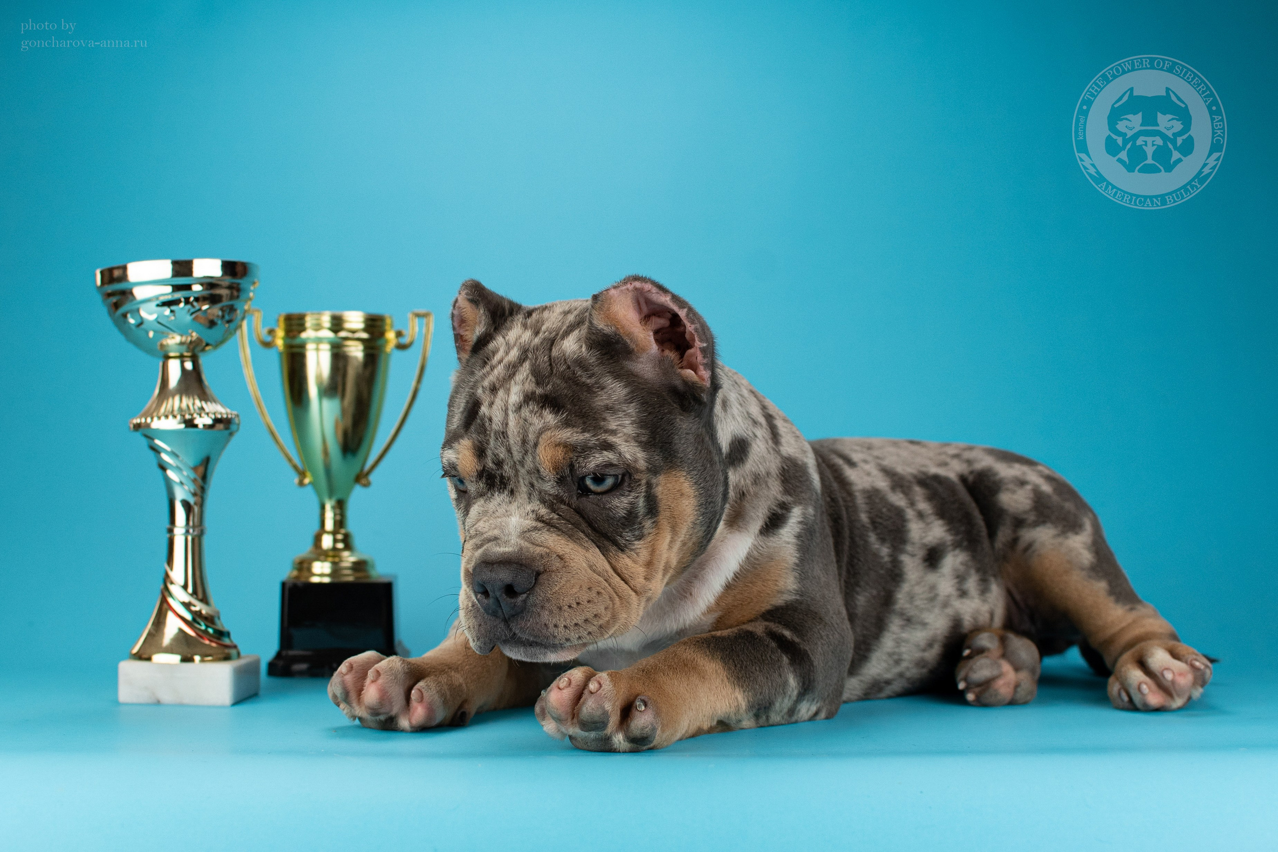 продажа щенков American Bully в Питере