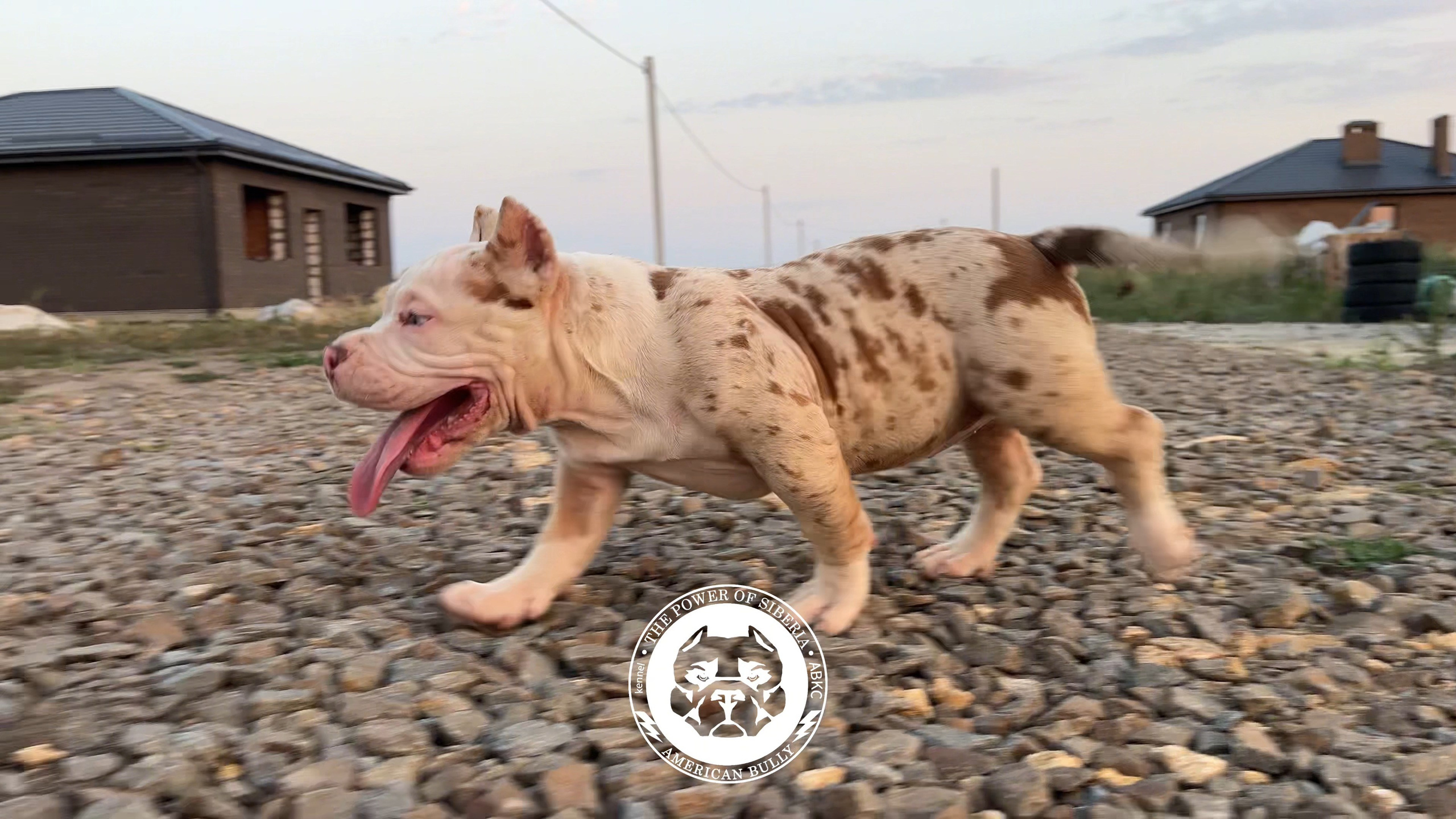 Помет Каспер и Асти. 13.04.25. Американский Булли в г. Ростов-на-Дону. Питомник THE POWER OF SIBERIA