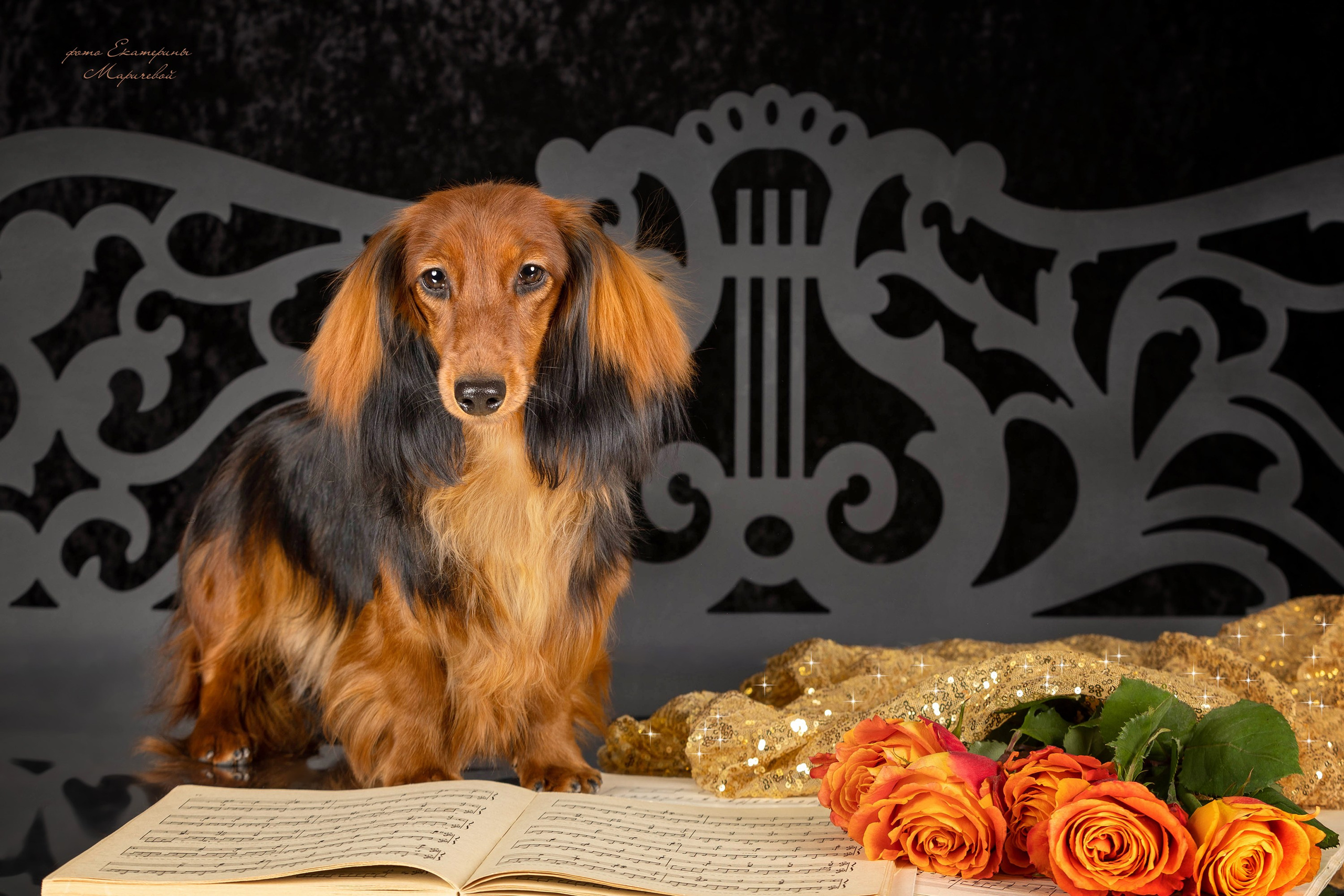 Студийная съёмка на моей территории. Фотограф-анималист в Омске Екатерина Маричева