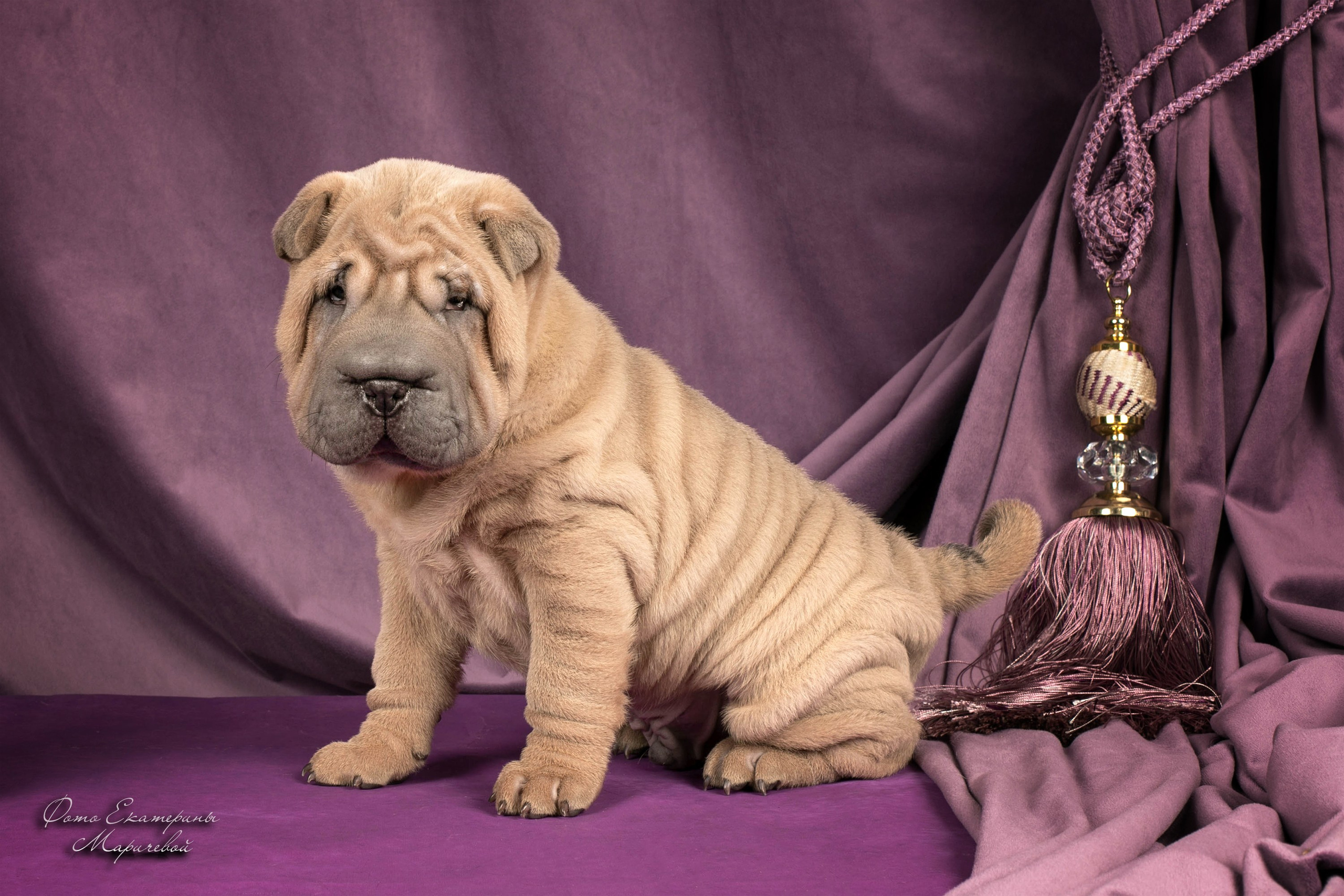 Фоны большого размера. Фотограф-анималист в Омске Екатерина Маричева