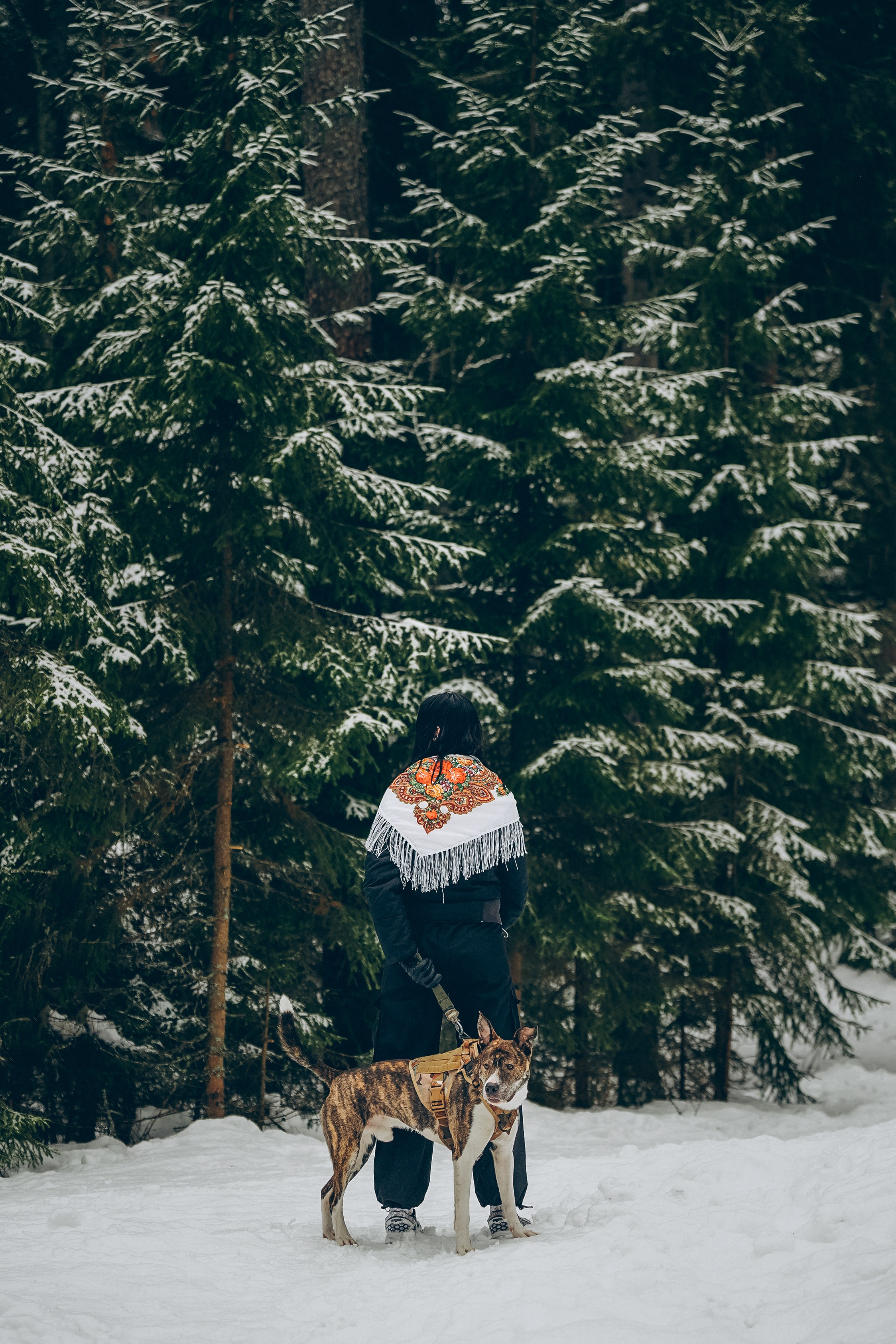 Гарм и Юна. Фотограф анималист в Спб недорого Олеся Майорова