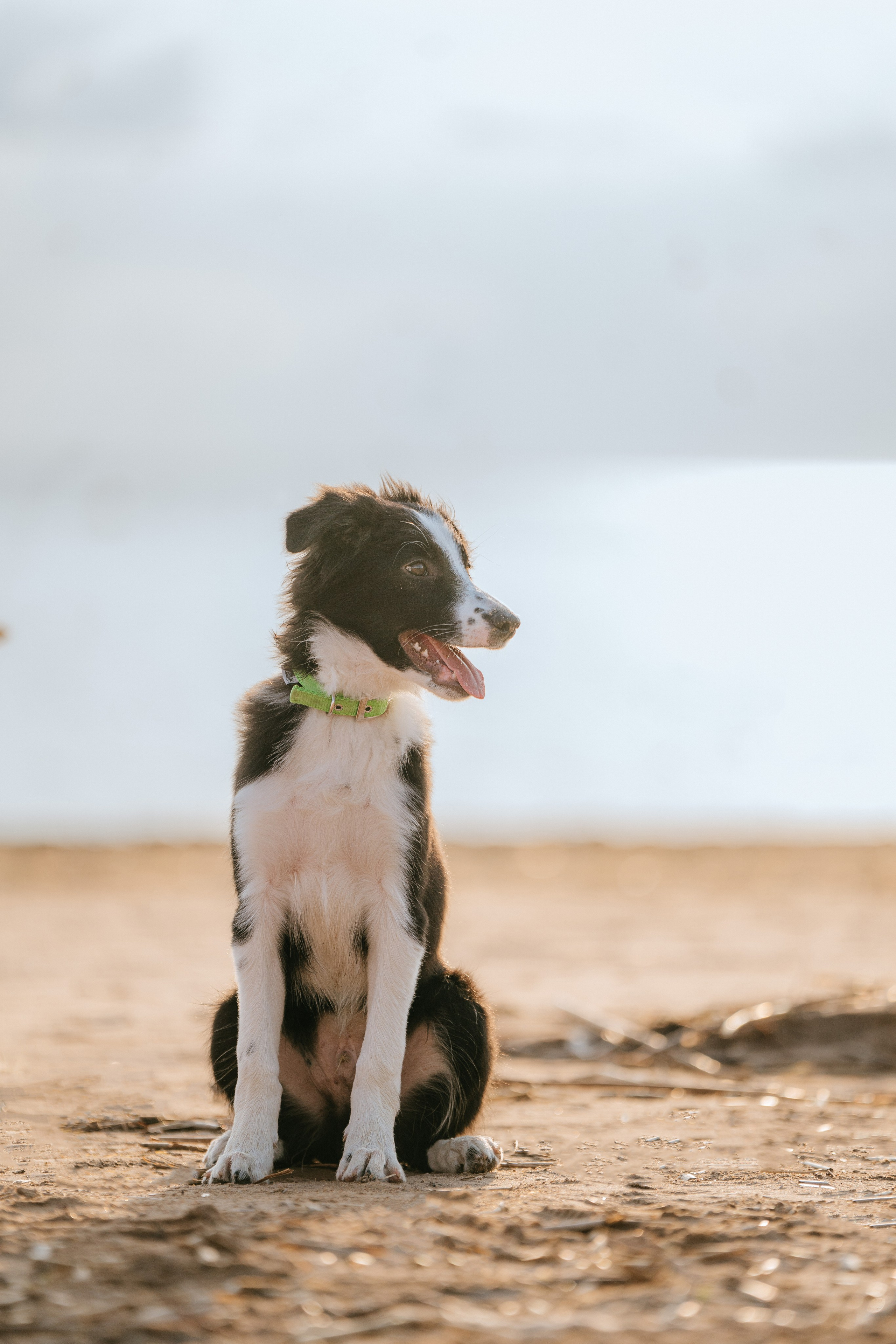 Фотосессия со щенками колли. Фотограф анималист в Спб недорого Олеся Майорова