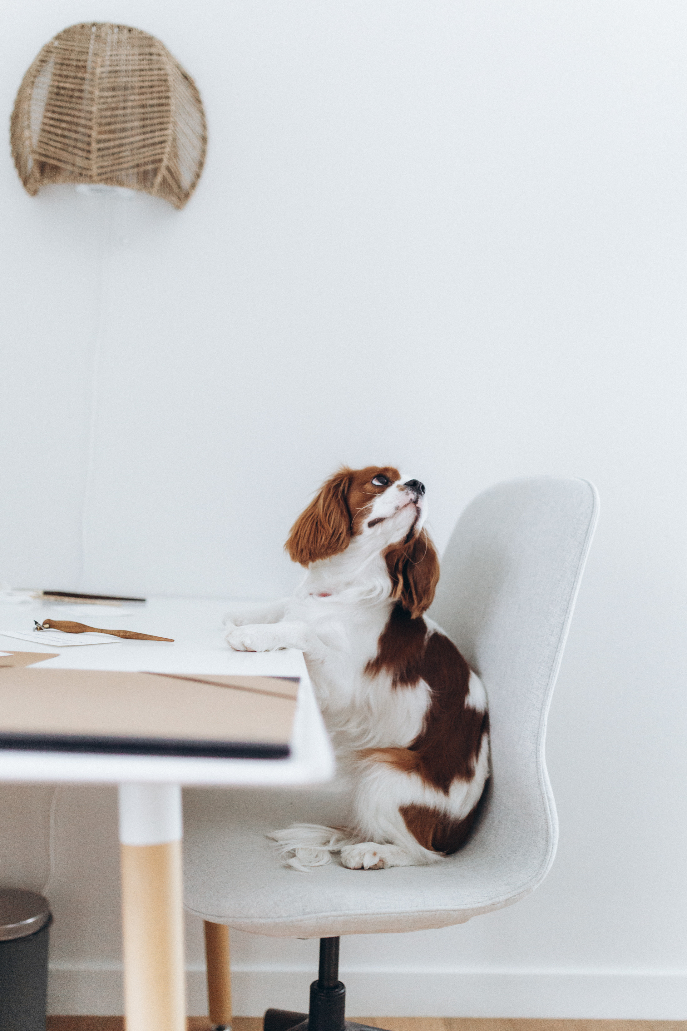 Лучшие друзья