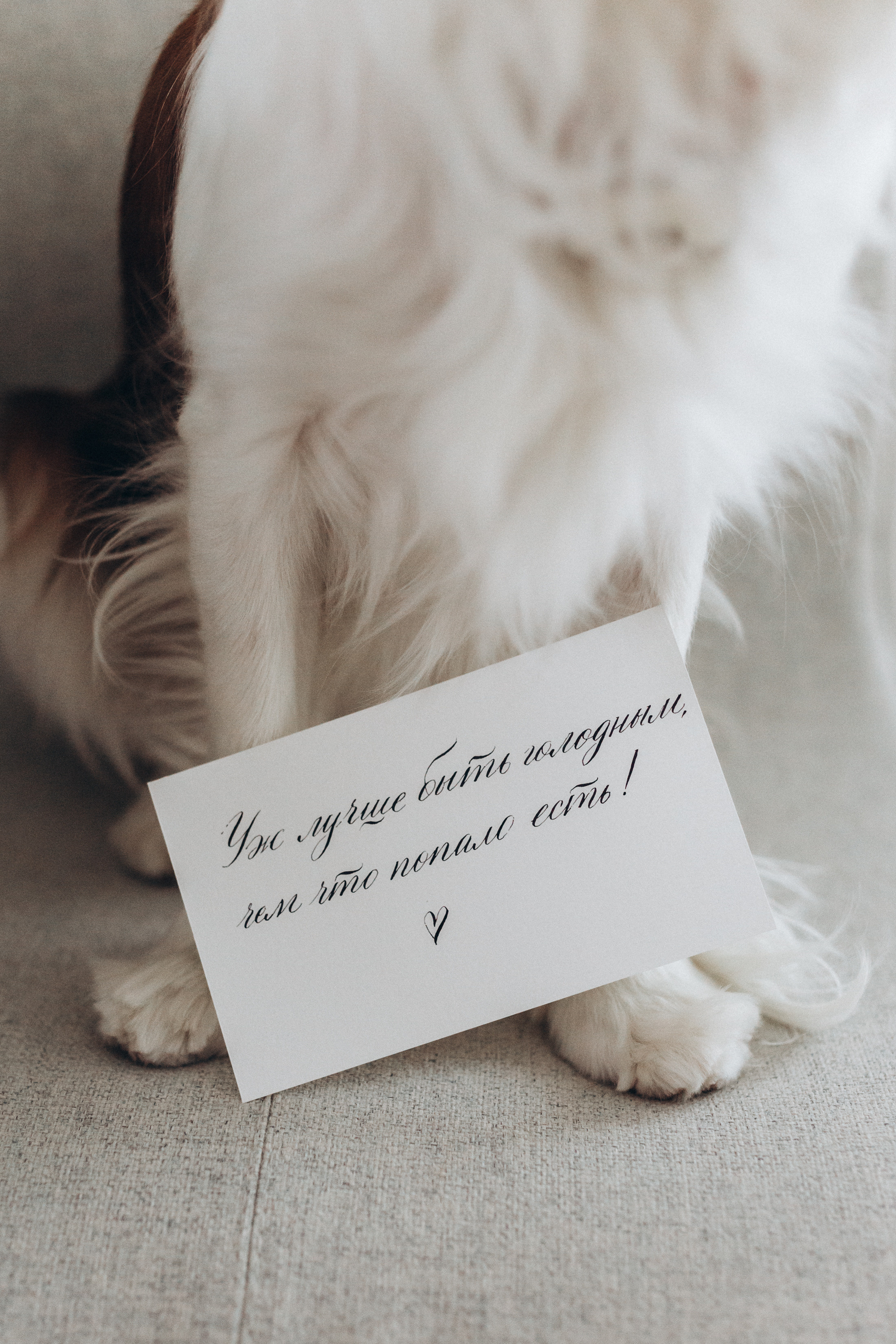 Лучшие друзья