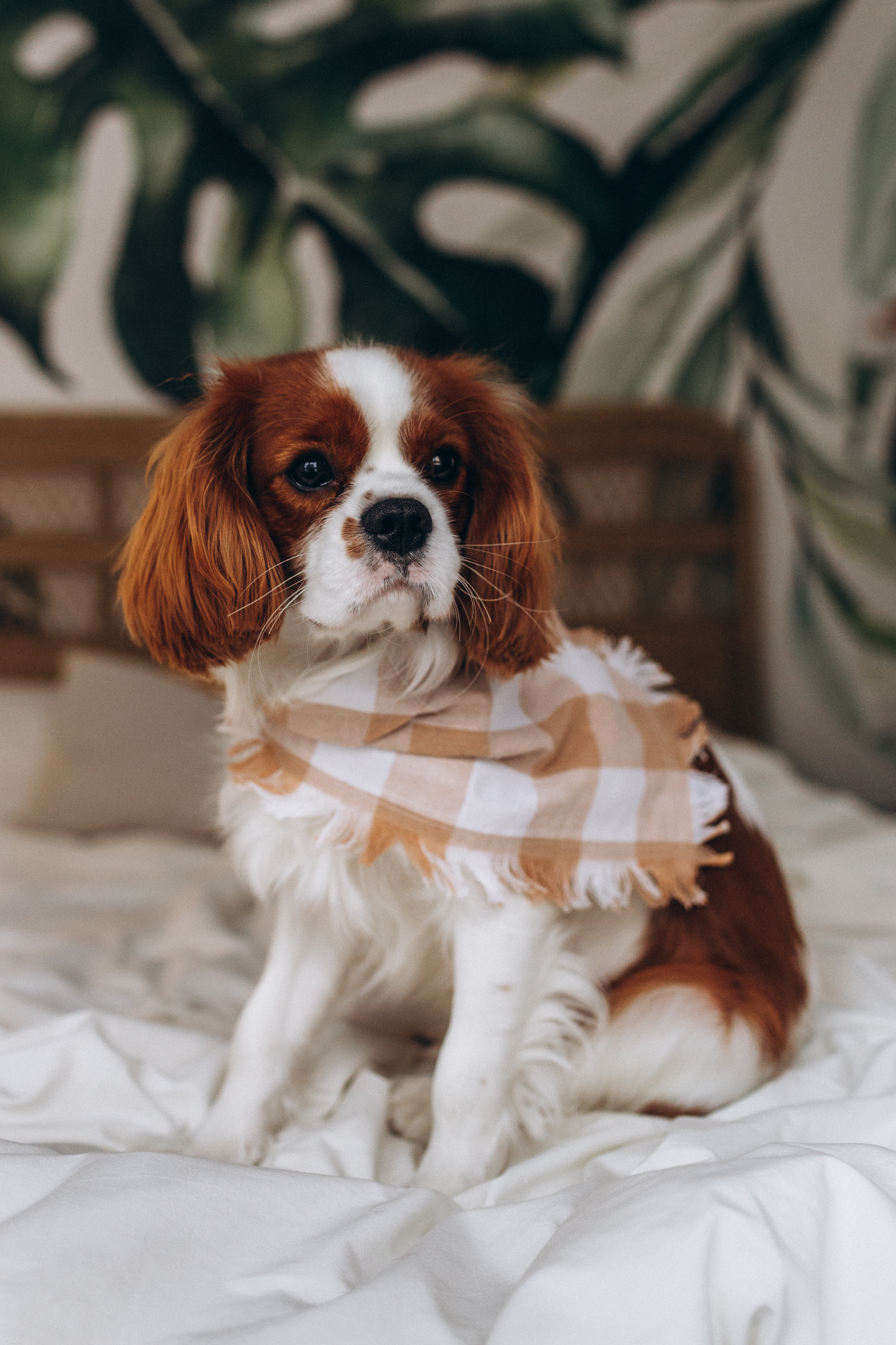 Лучшие друзья