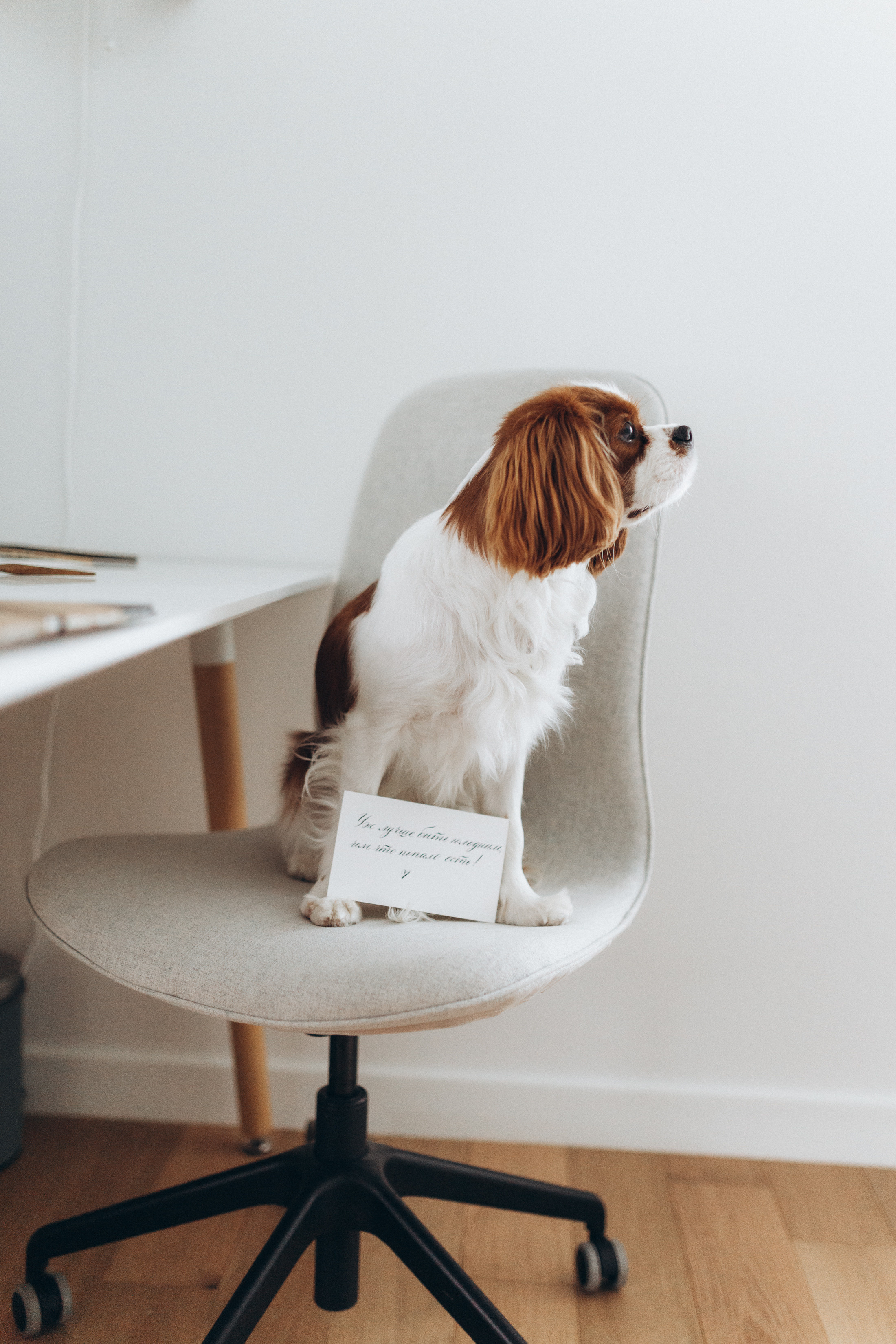 Лучшие друзья