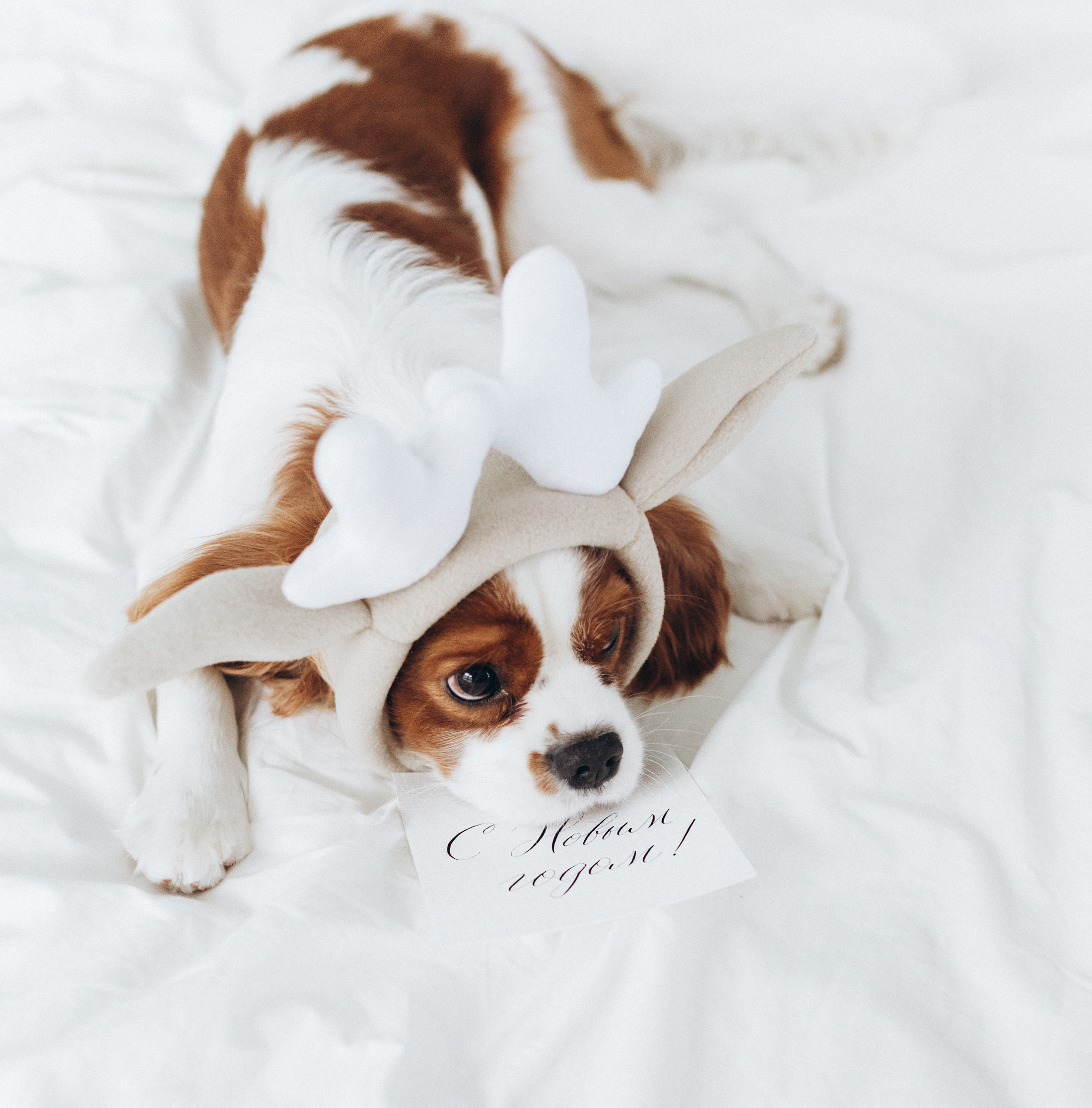 Лучшие друзья