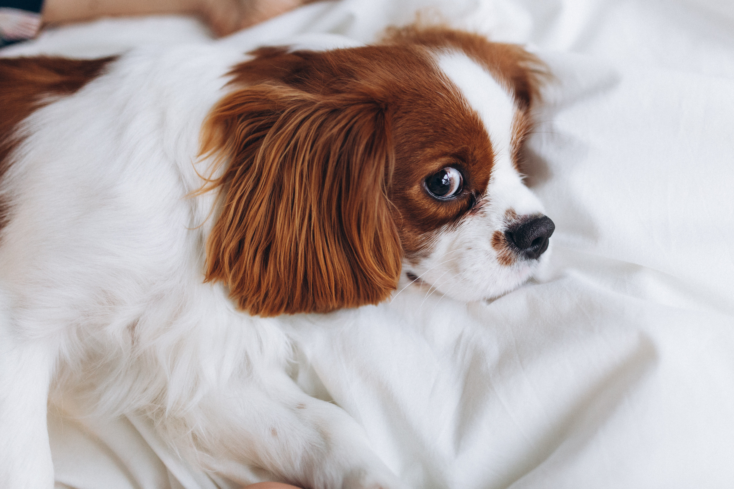 Лучшие друзья