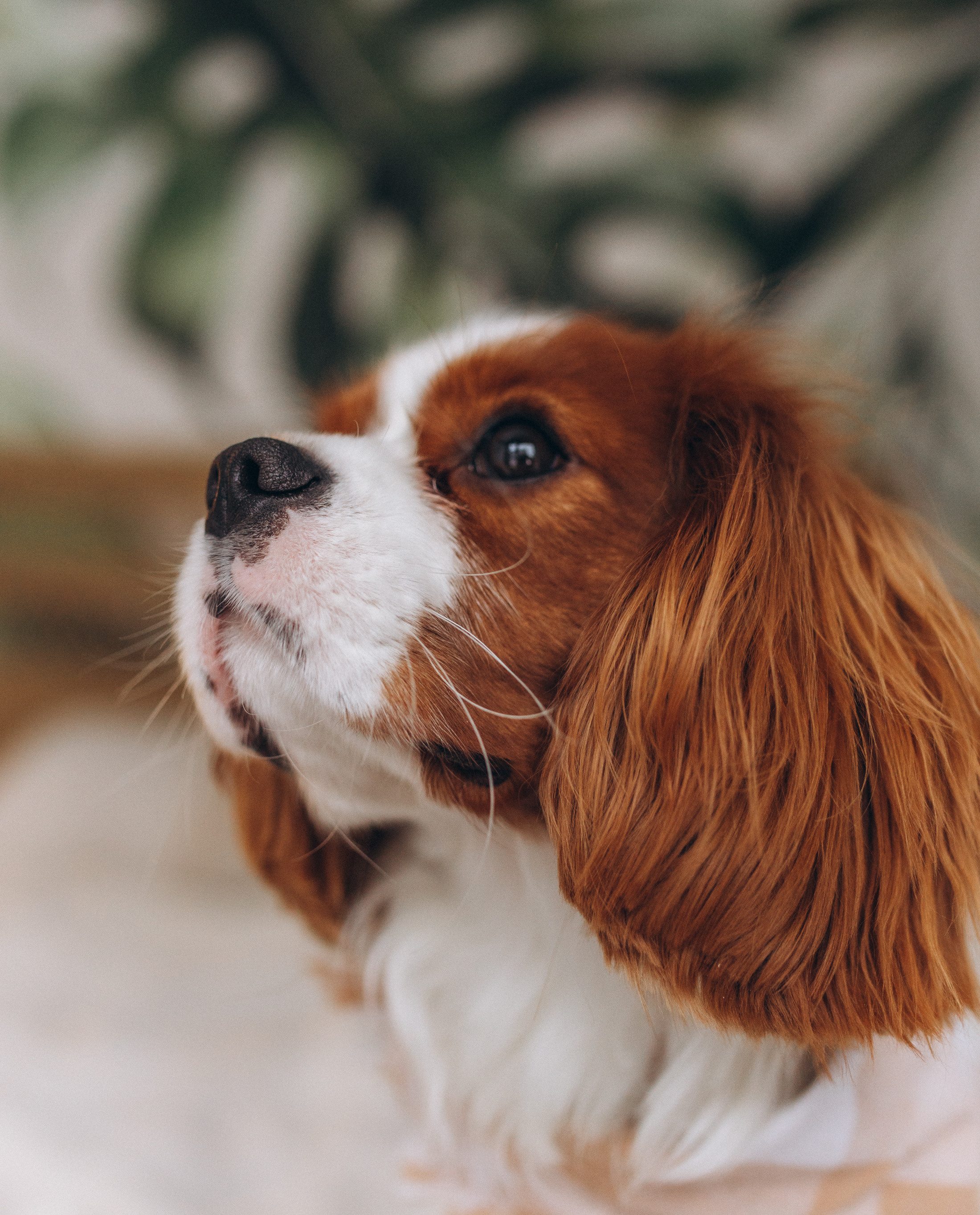 Лучшие друзья