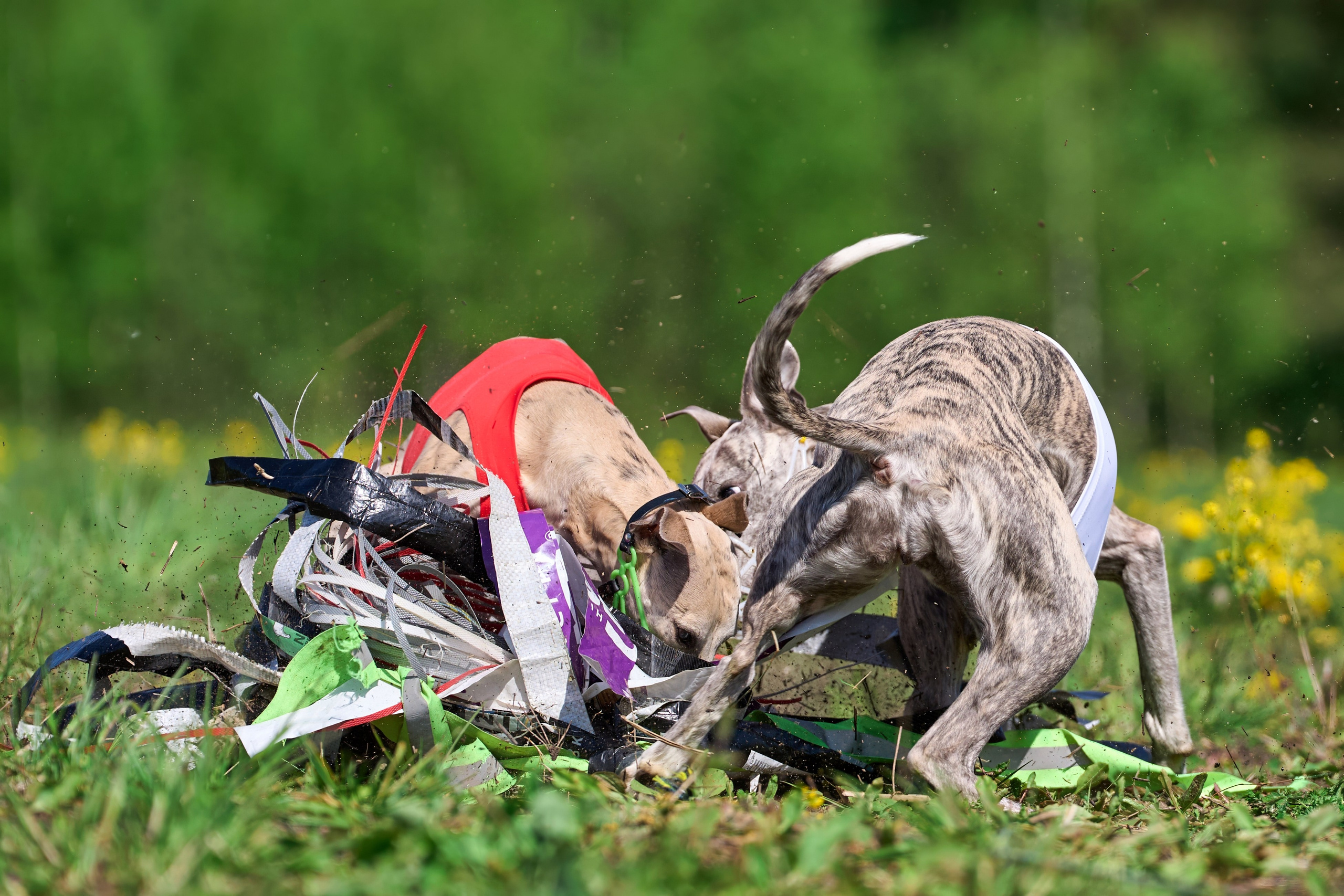 Квалификация по курсингу Донино. Фотограф-анималист Михаил Манухин