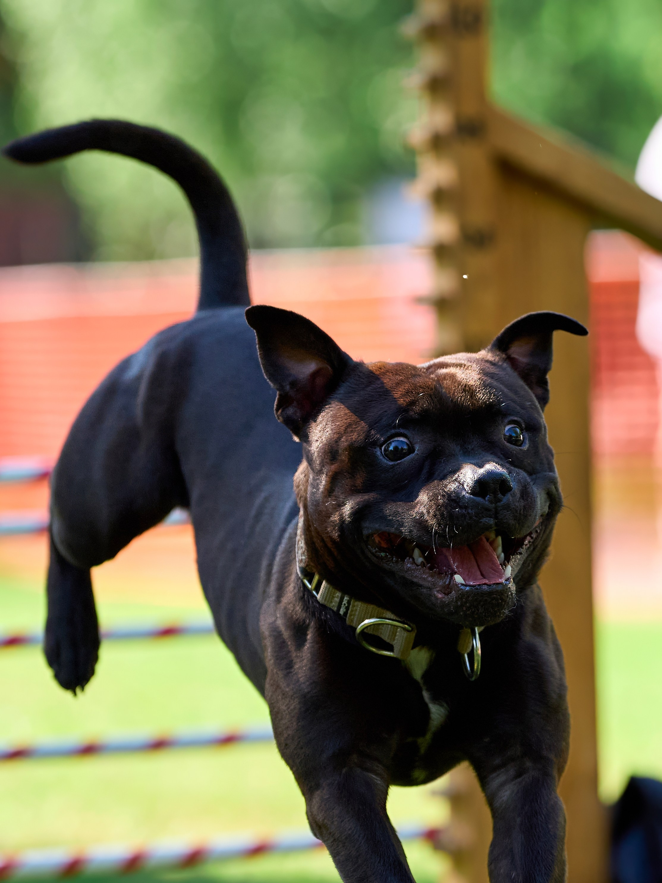 Двухдневные соревнования «Jump'n'Gym Fest — 2024». Фотограф-анималист Михаил Манухин