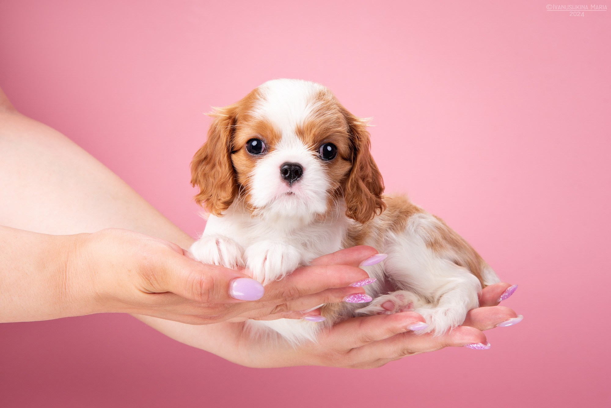 Фотосессия щенков на фонах. Фотограф собак в Москве и Московской области Иванушкина Мария