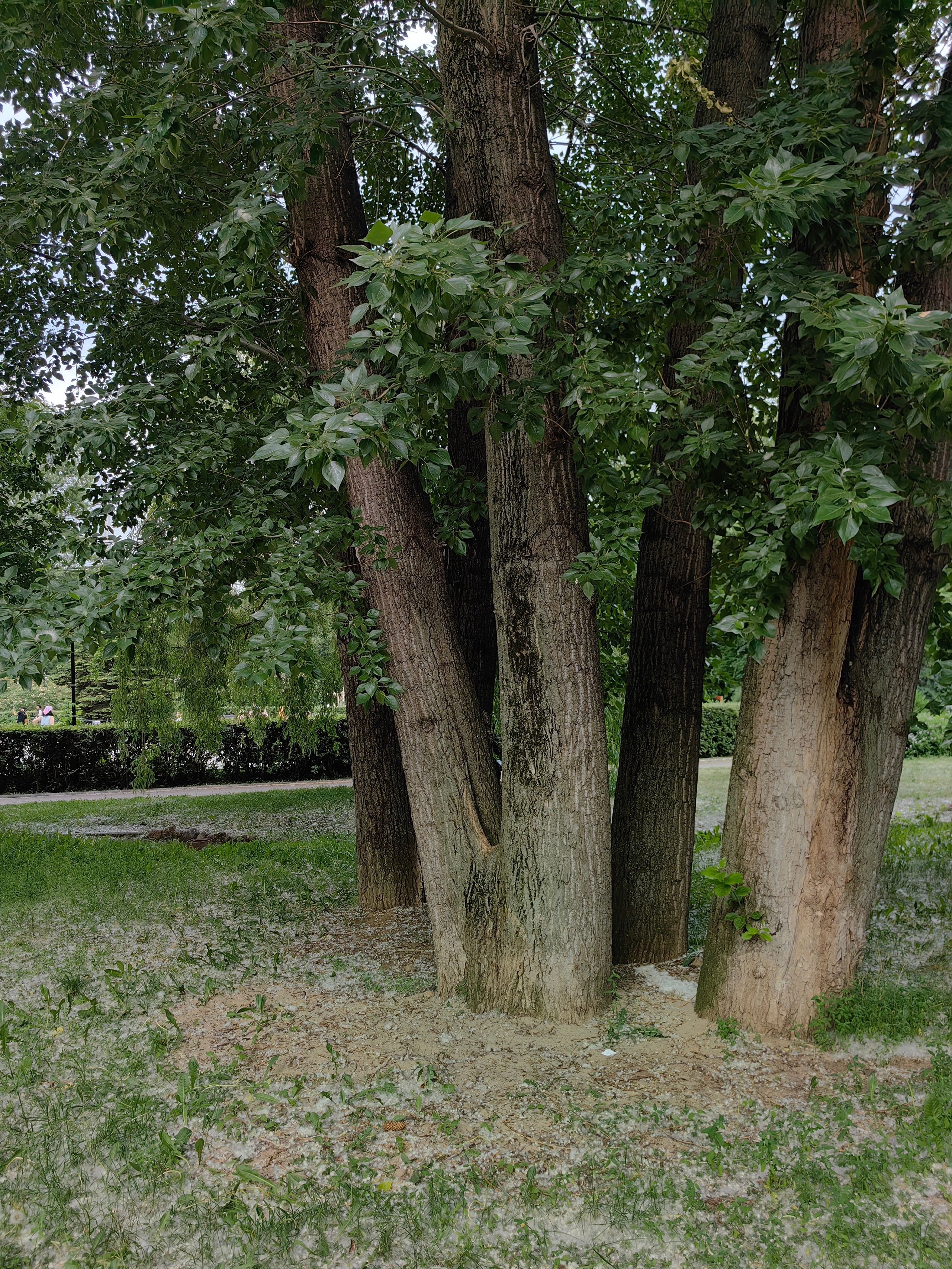 Парк ЕКАТЕРИНИНСКИЙ обзор. Фотограф в Москве и Московской области (Ю-В) Олеся Макарова