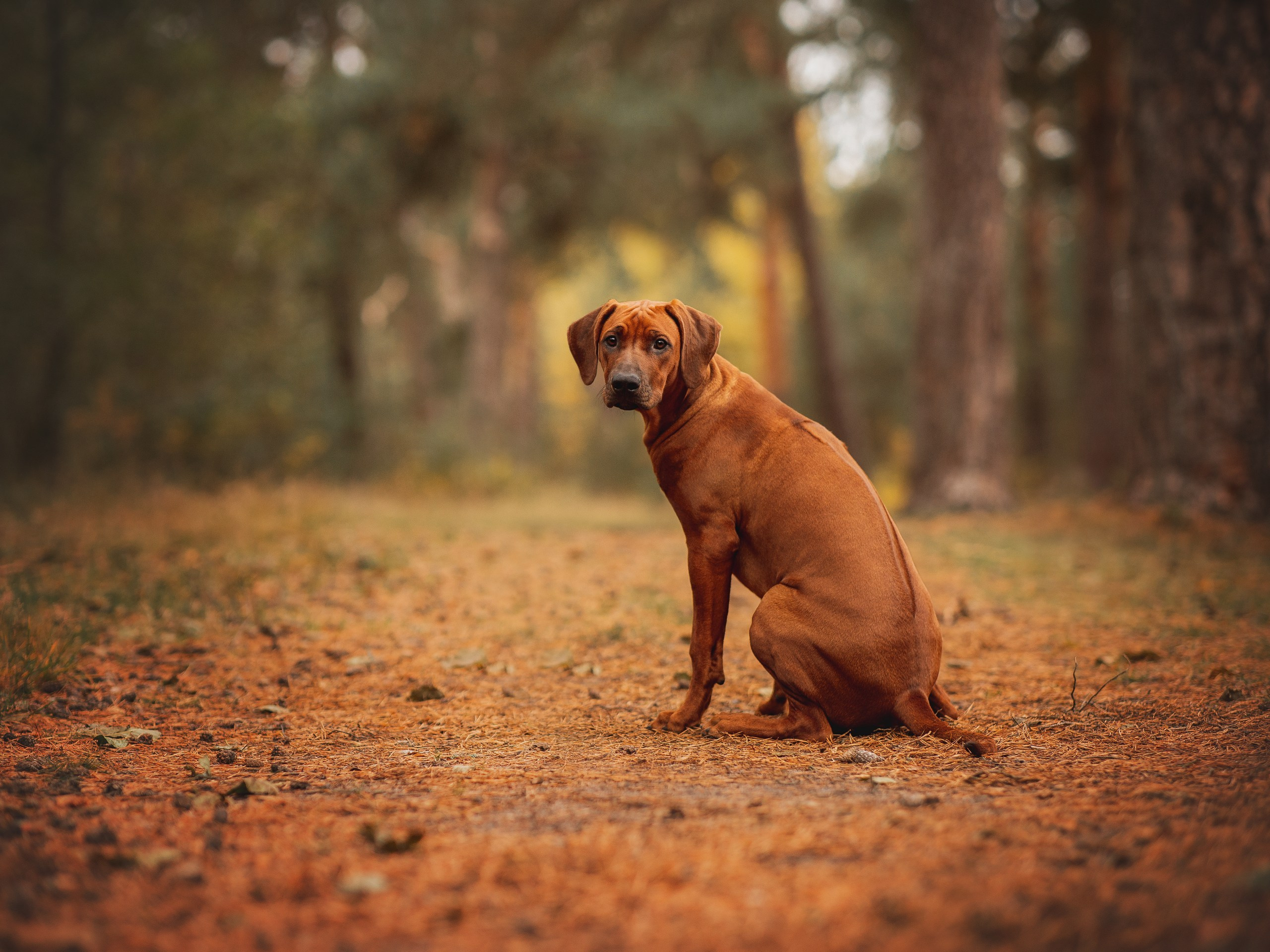 Софи. Родезийские Риджбеки в Санкт-Петербурге