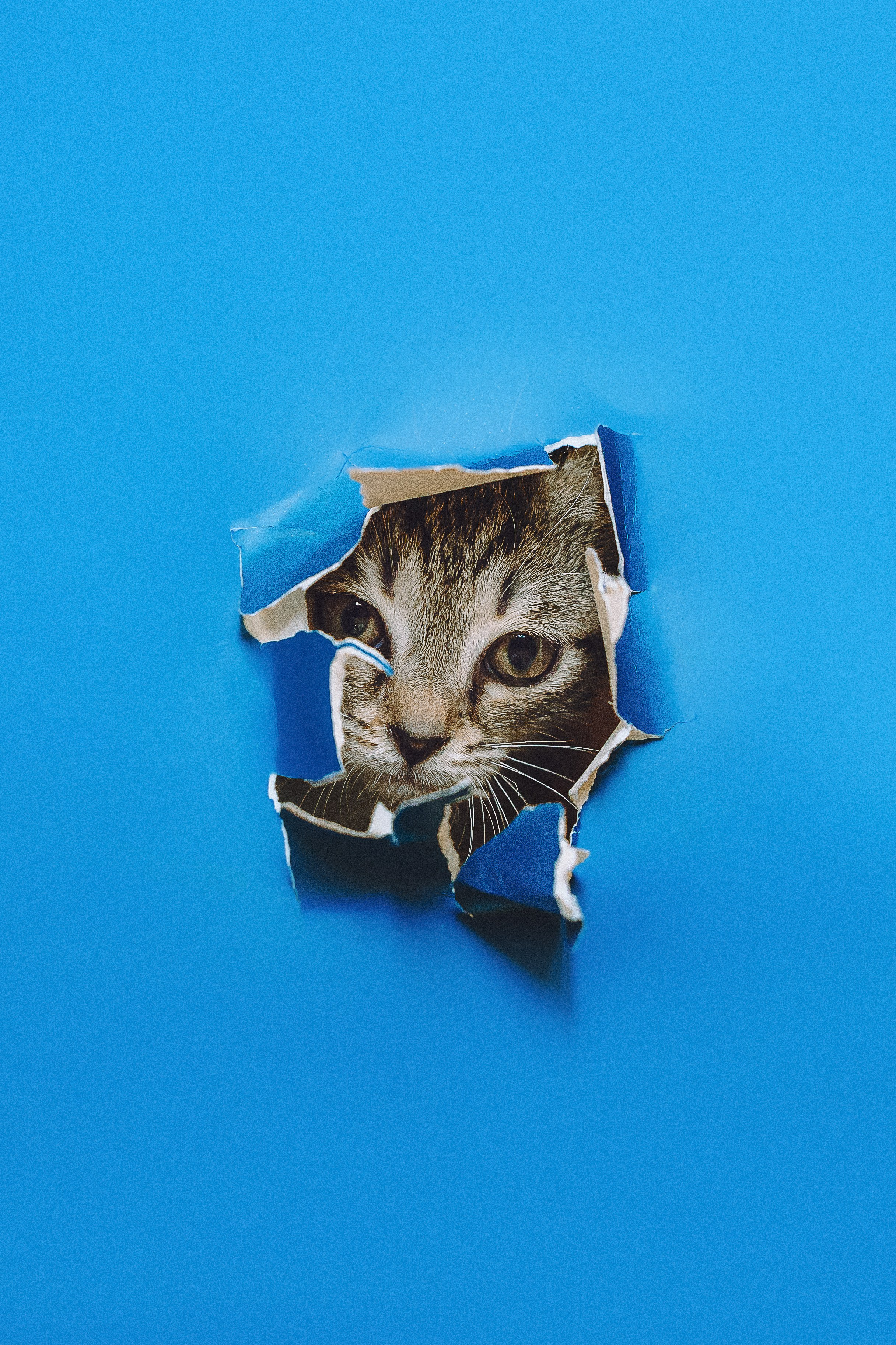 Более 30 идей для фотосессии с котенком