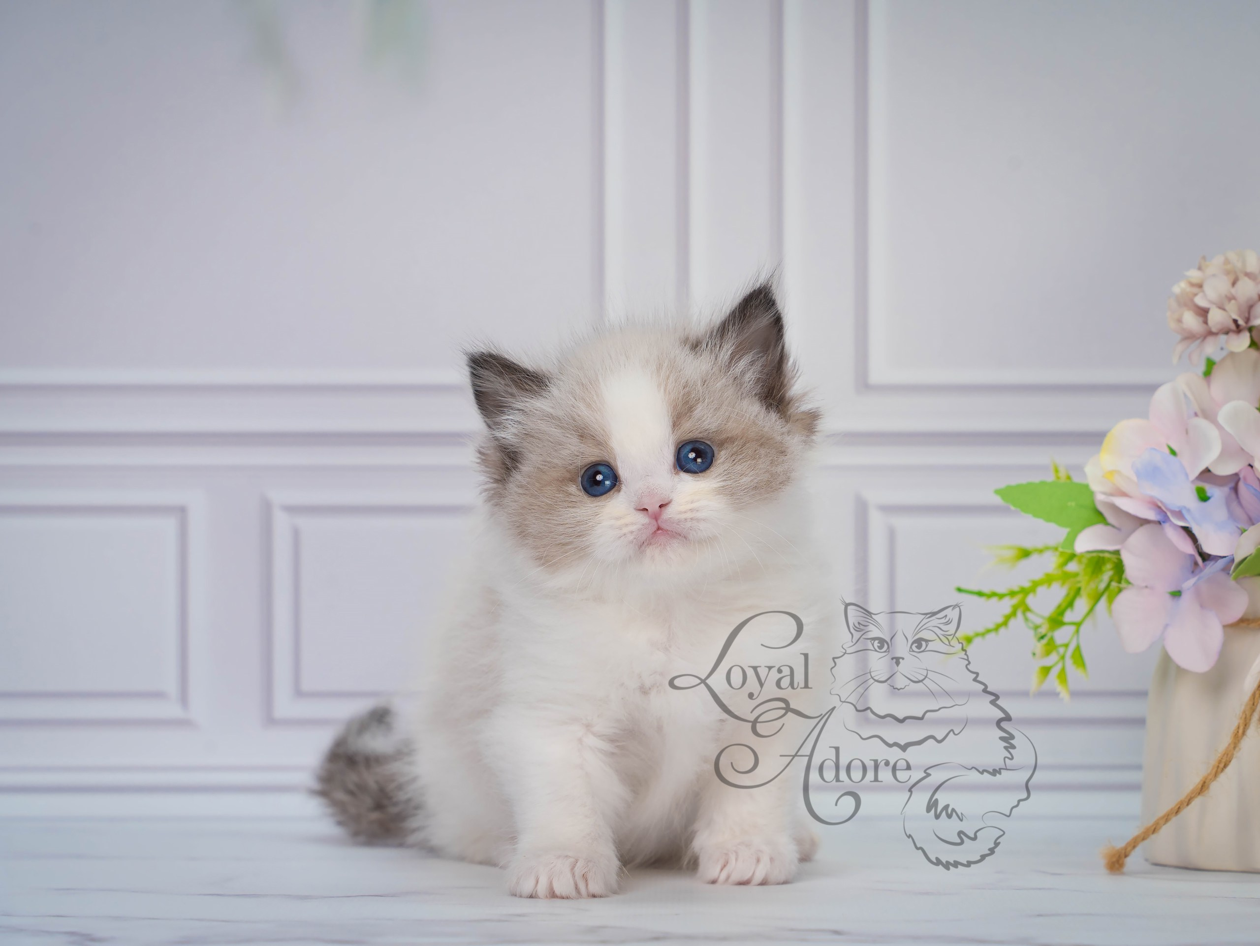 Котята рэгдолл от Loyal Adore. Питомник рэгдолл Loyal Adore