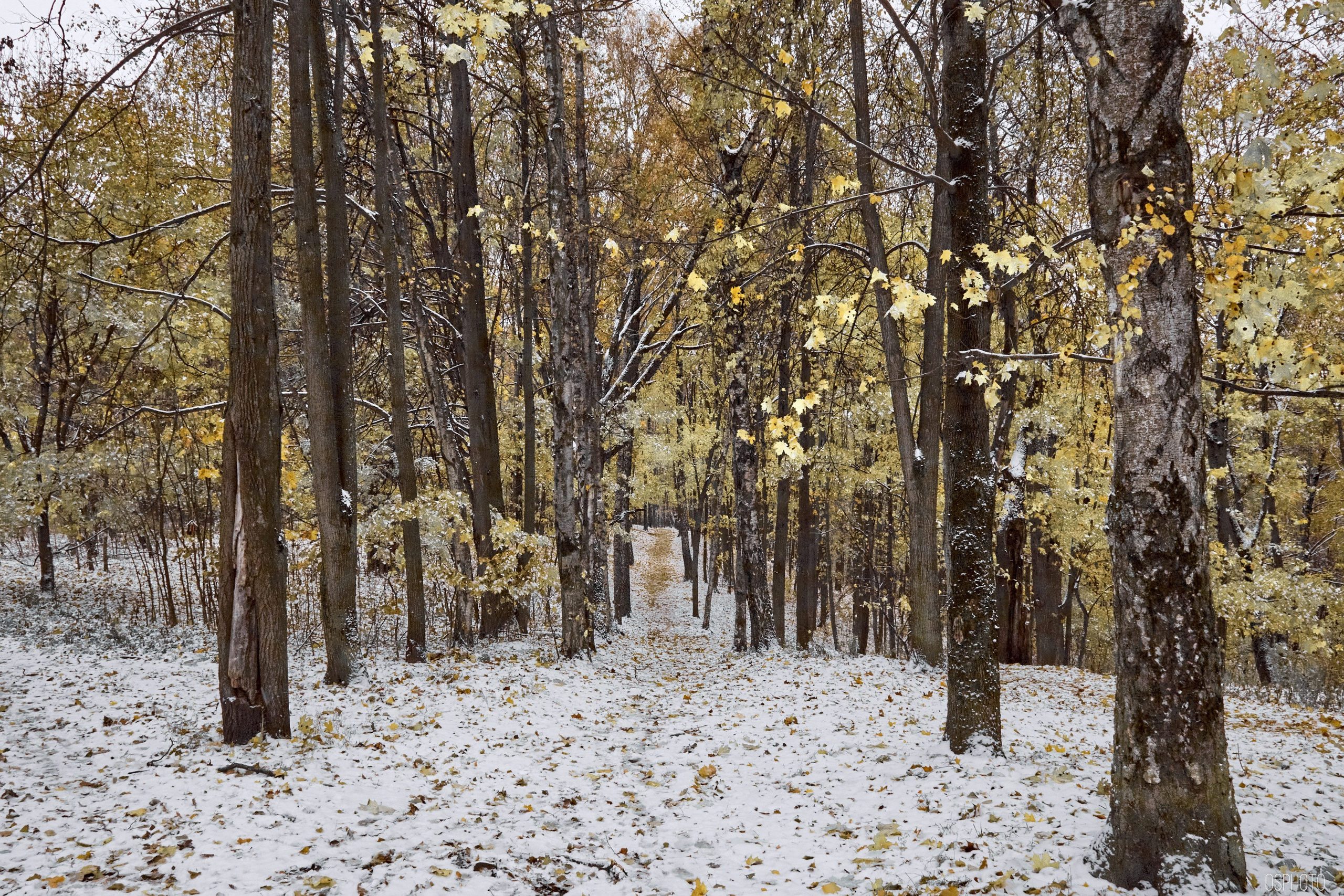 «Иду лесом». Кофе лофт в Братцево. Фотографъ Сергѣевъ. Поймать мгновеніе