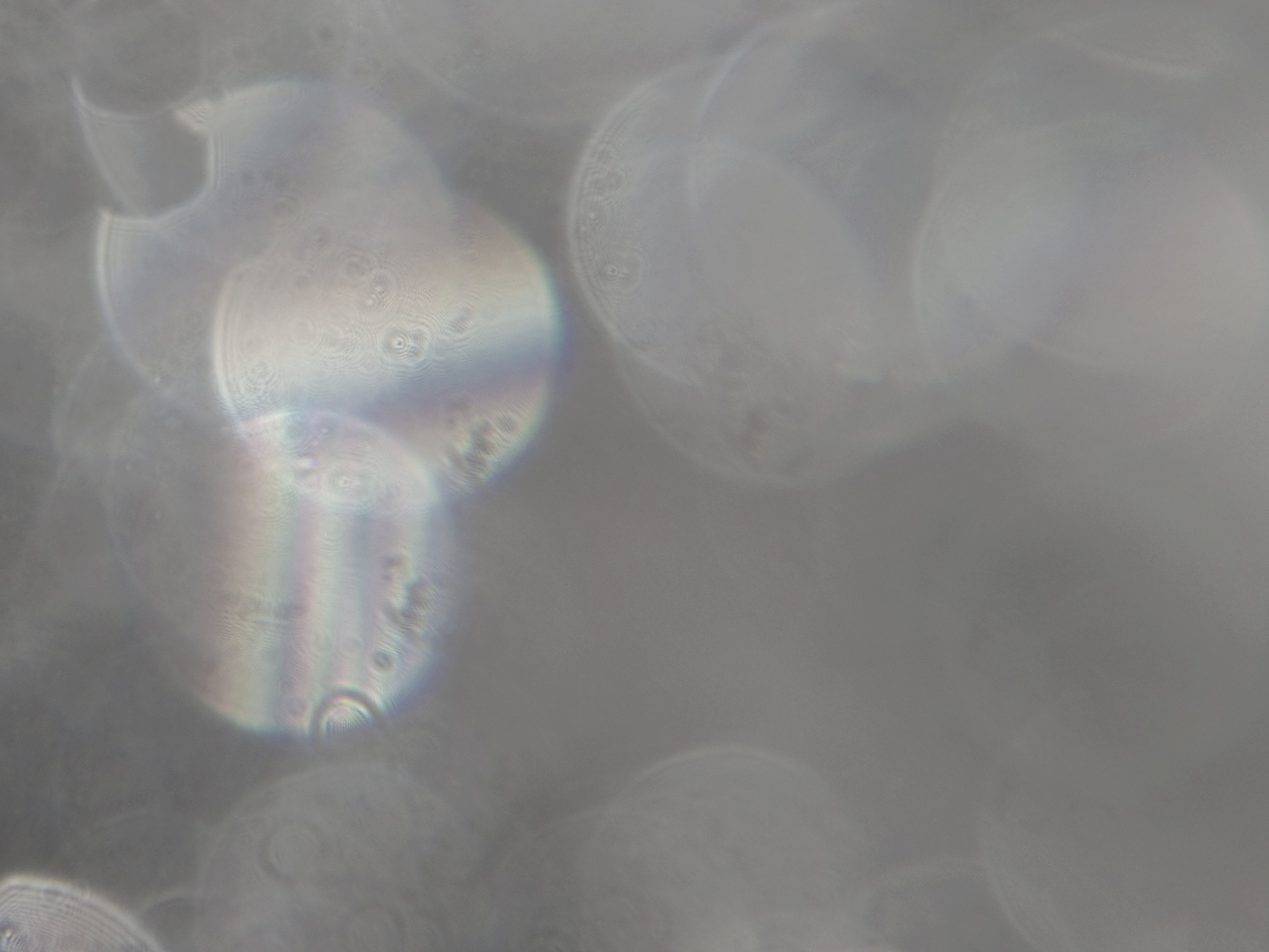 Фотограф из Санкт-Петербурга/Катерина Зайцева