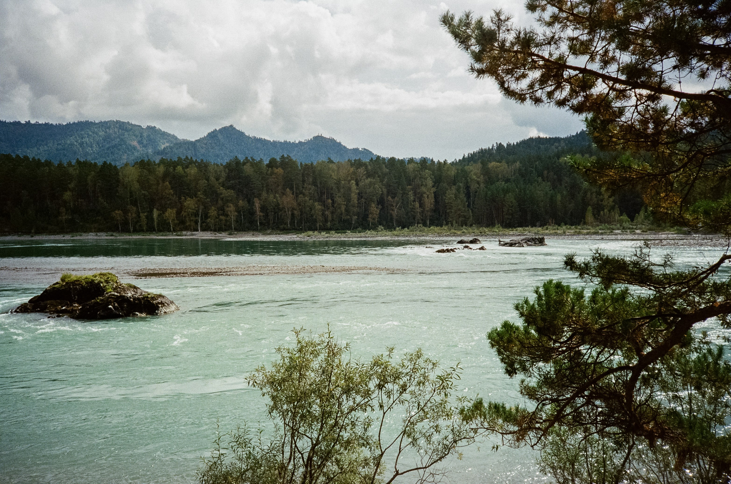 Катунь и сосны на базе Беррель. Ботанический сад. Фотограф-документалист Мария Осокина