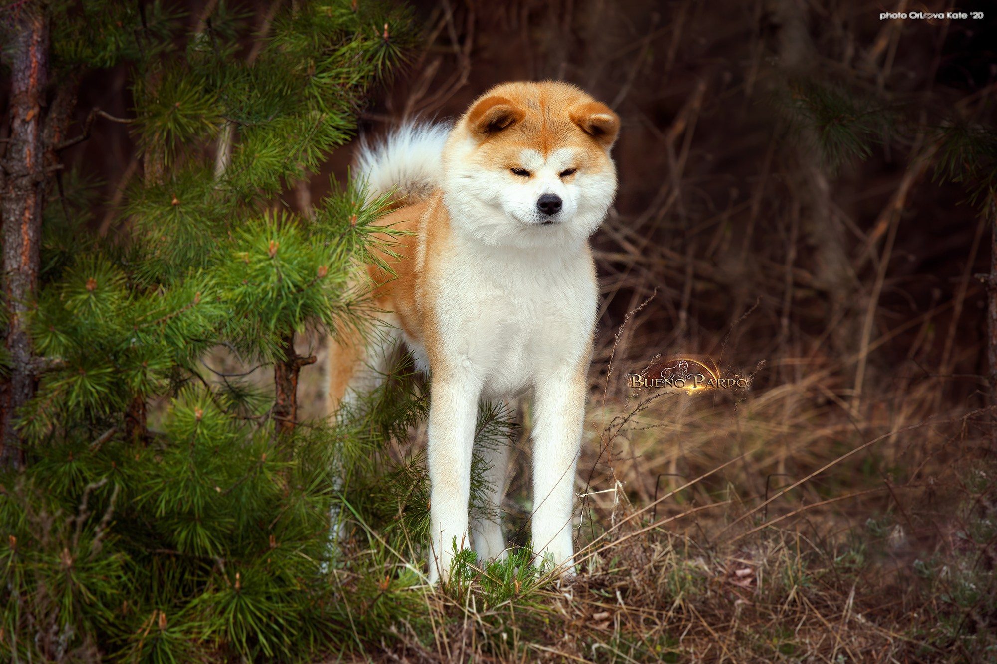 Kawaii Kuma питомник собак пород Корги пемброк, Акита ину, Сиба