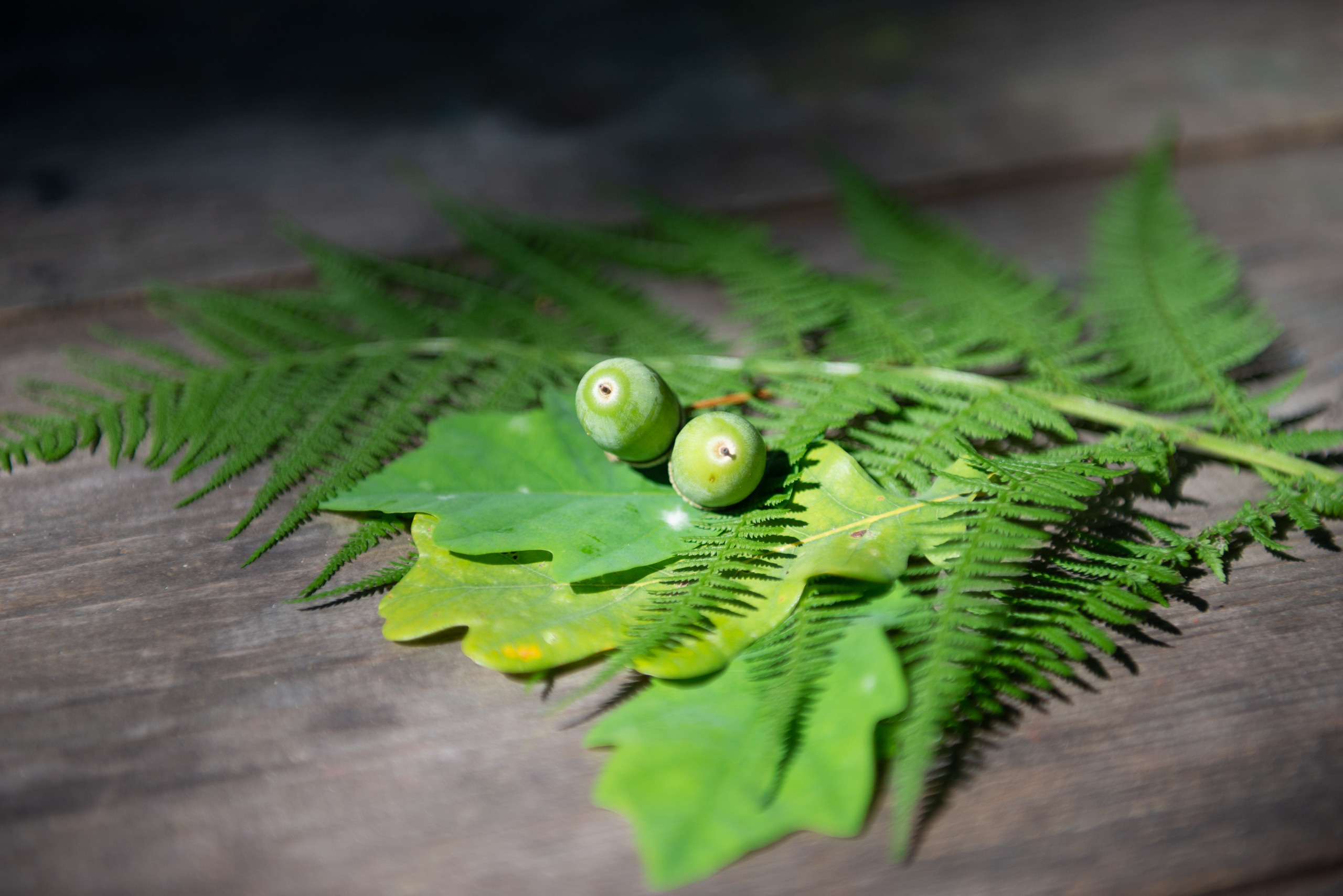 Услуги. Свадебный и семейный фотограф в Дзержинске Екатерина Шулакова