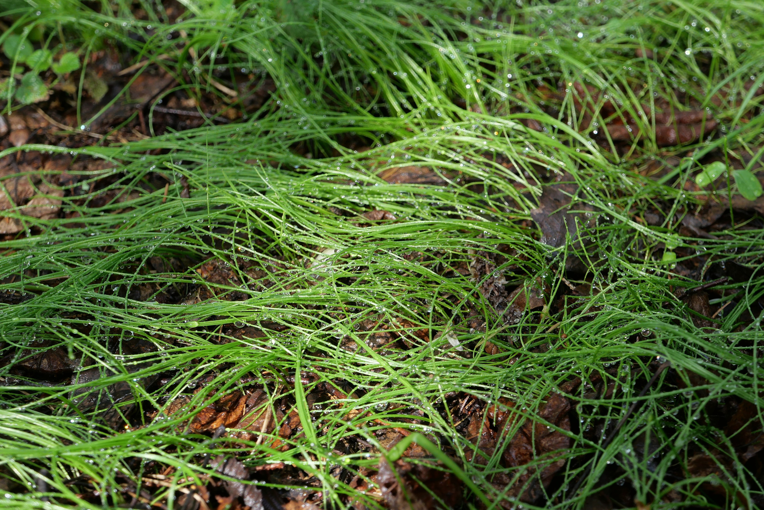 HEYDAY. Daria Blinova