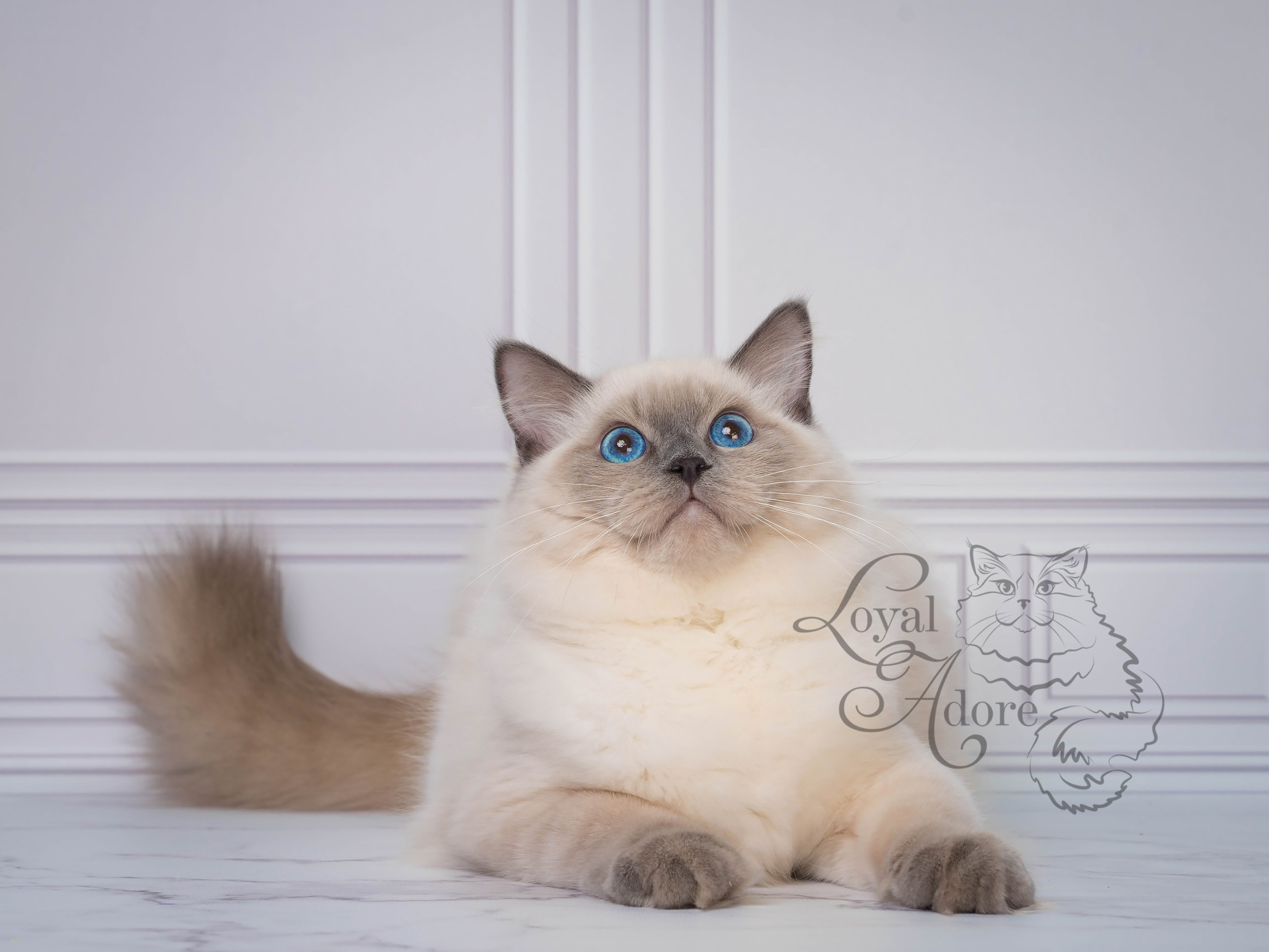 Все свободные котята. Питомник рэгдолл Loyal Adore