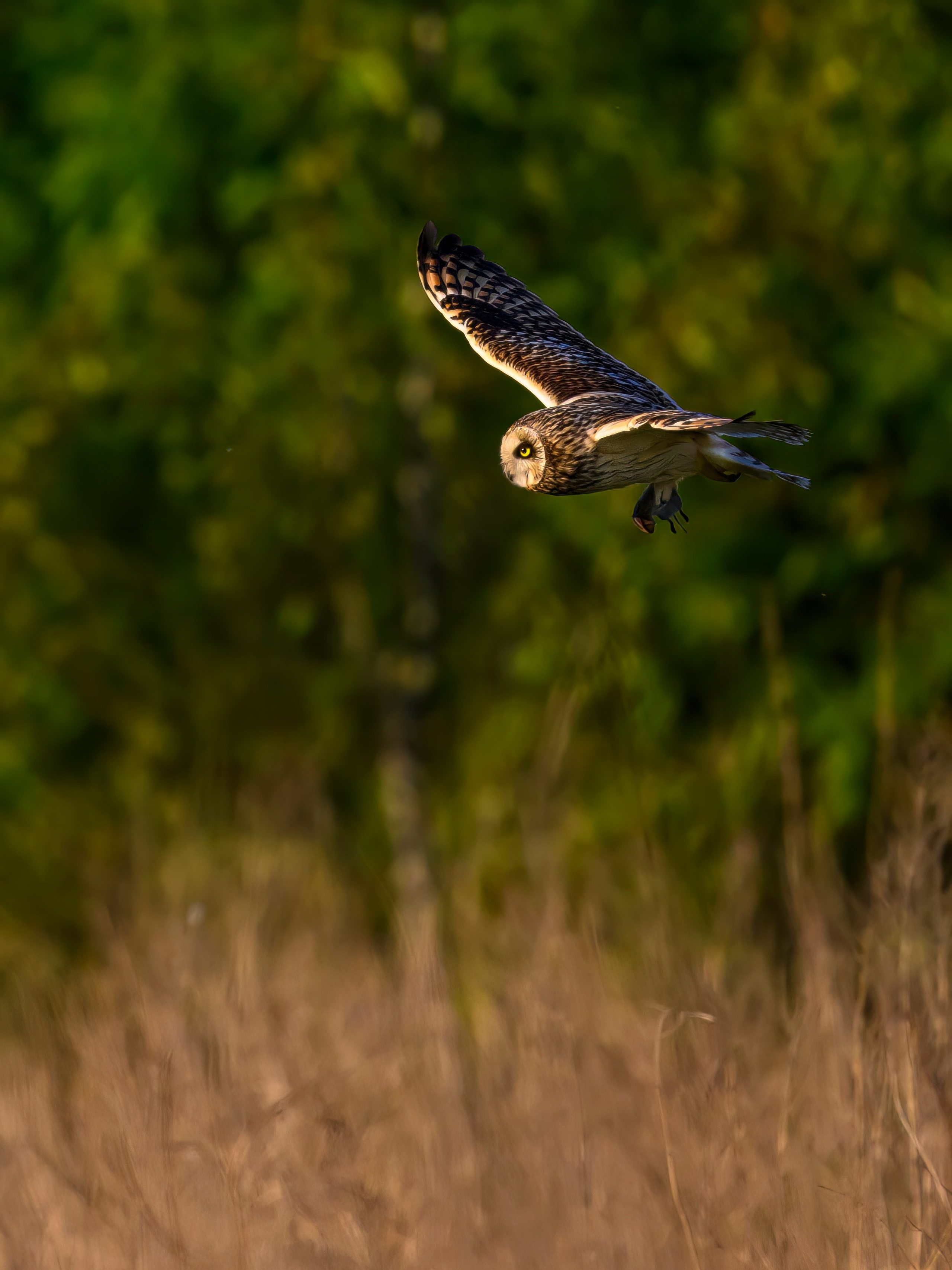 Охота сов и разбой средь бела дня!. Wildlife photography by Sergey Puponin