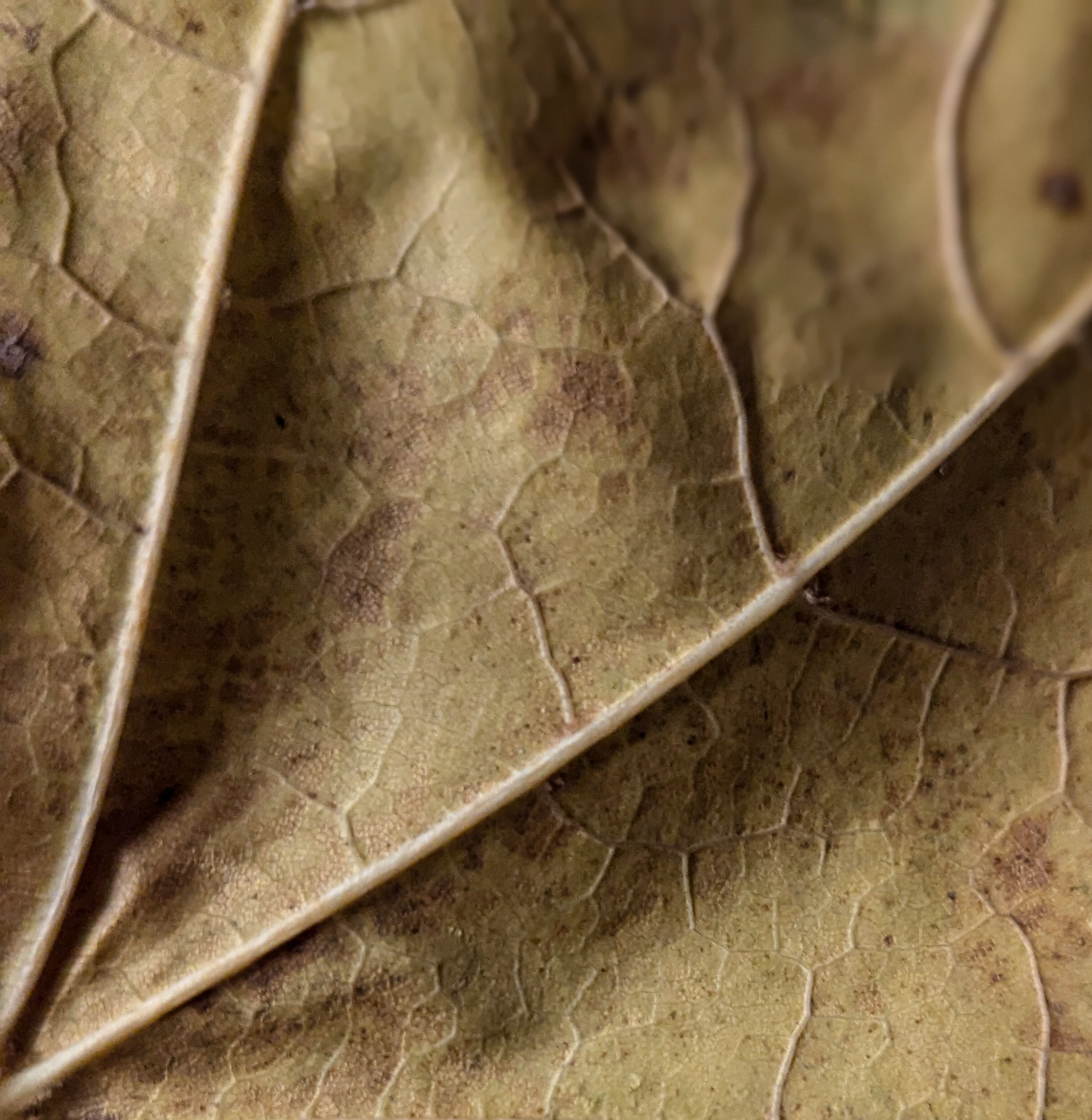 Мир вокруг: мобильная фотография — быстрая композиция. Любовь Каширская — фотограф для малого бизнеса и специалистов