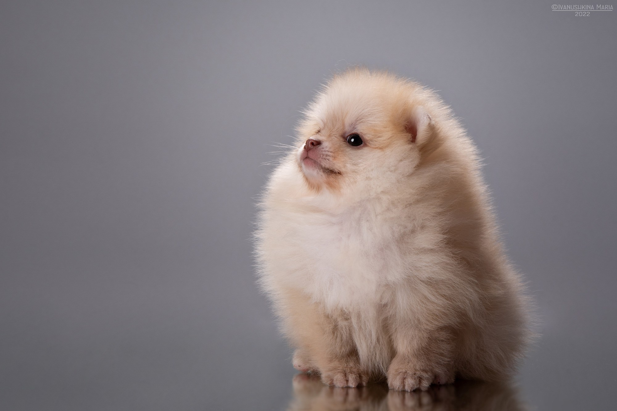 Фотосессия щенков на фонах. Фотограф собак в Москве и Московской области Иванушкина Мария