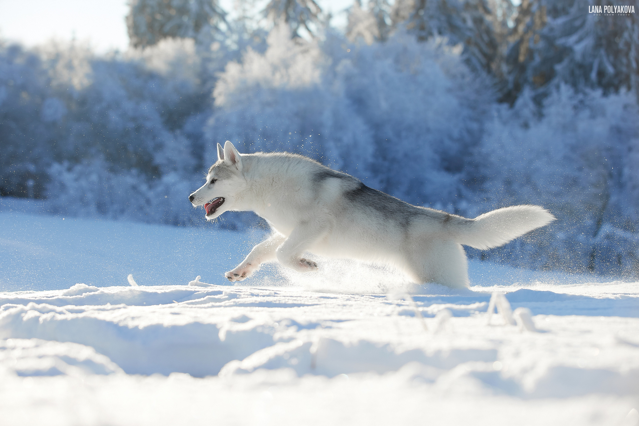 Хаски на природе, фотосессия в Санкт-Петербурге
