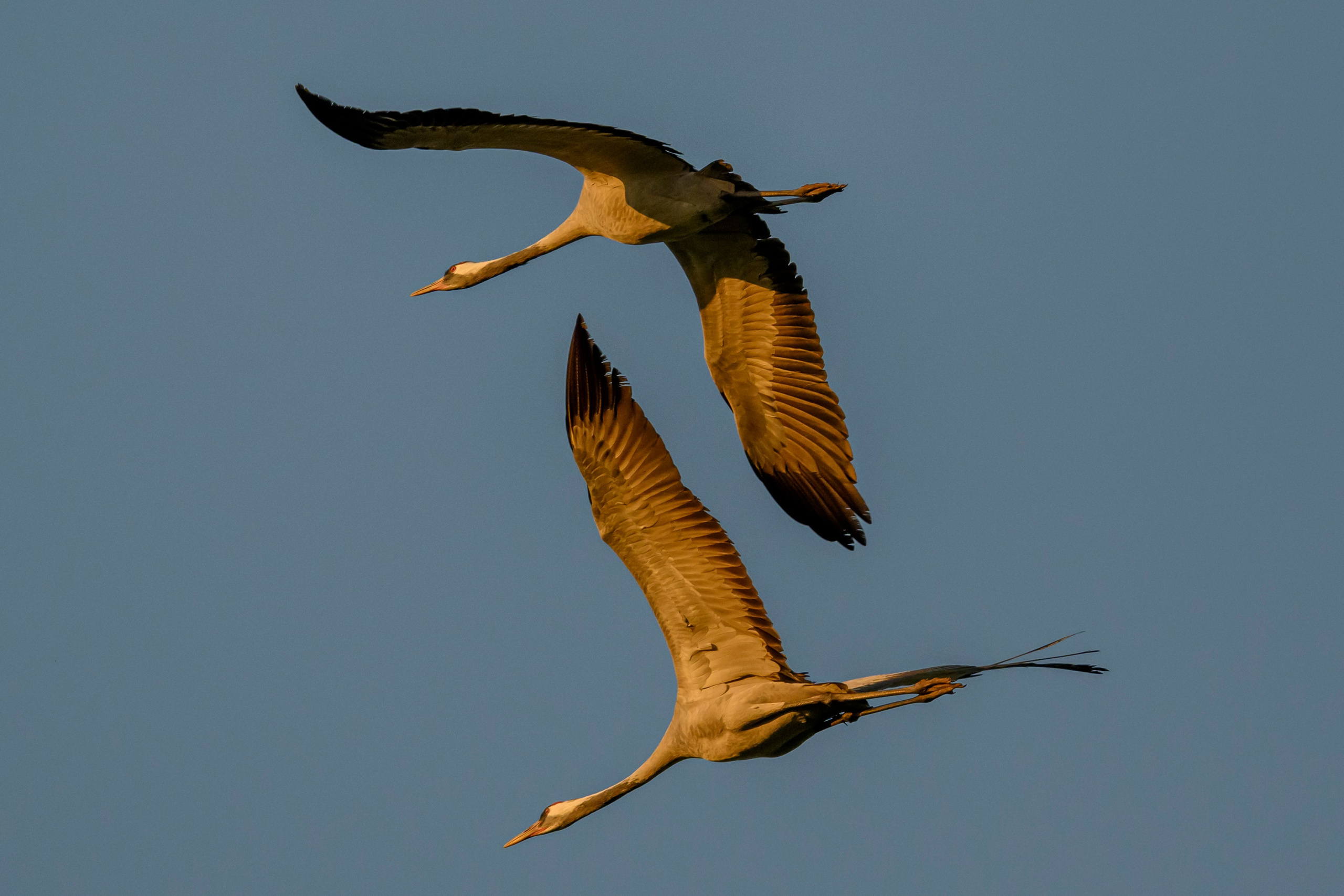 Журавли опять мимо. The cranes are passing by again. Фотограф Сергей Пупонин
