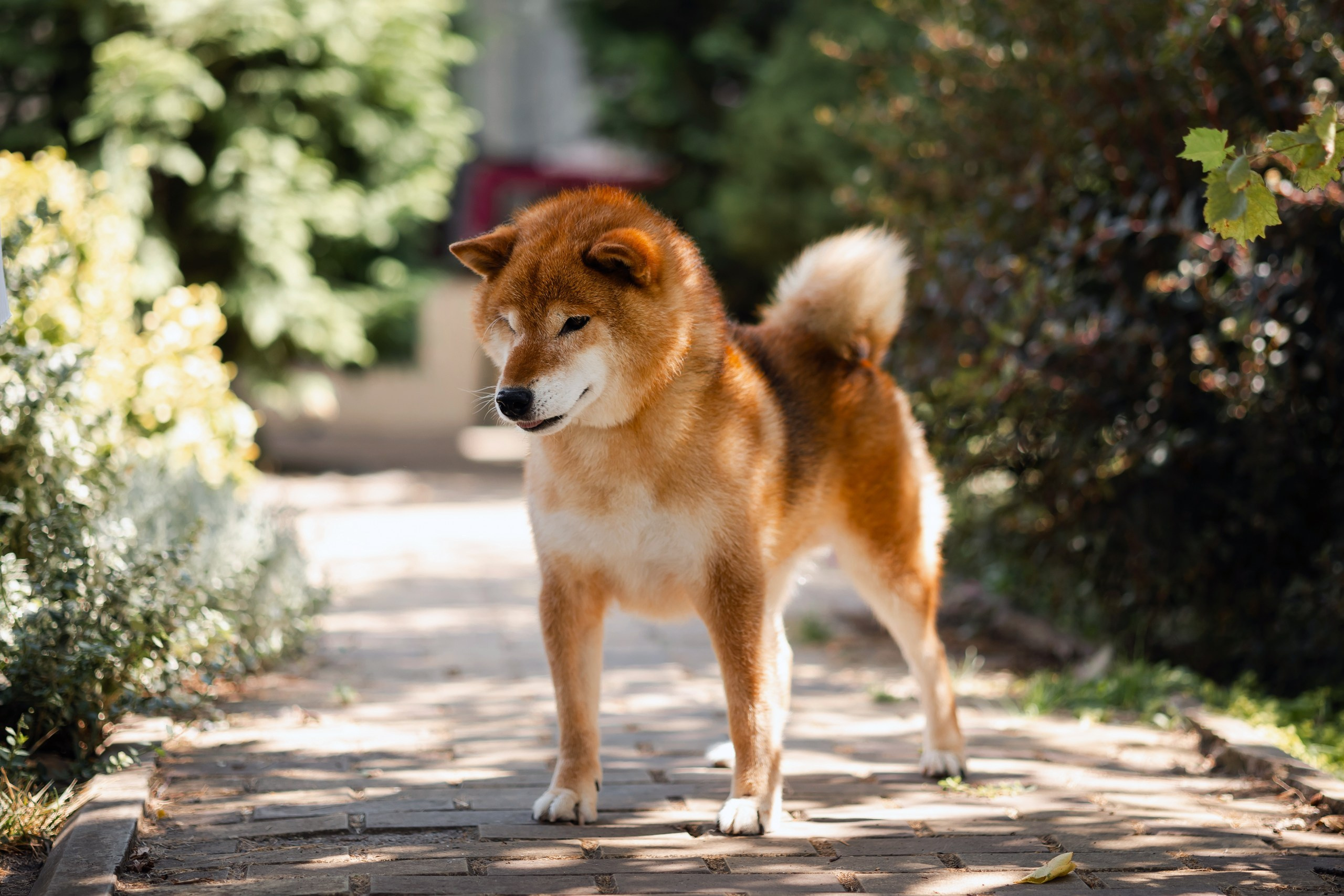 TOYOKHARA SHIBA PRINCE OF MY HEART. Питомник сиба-ину «Sharm Grais» в Краснодаре