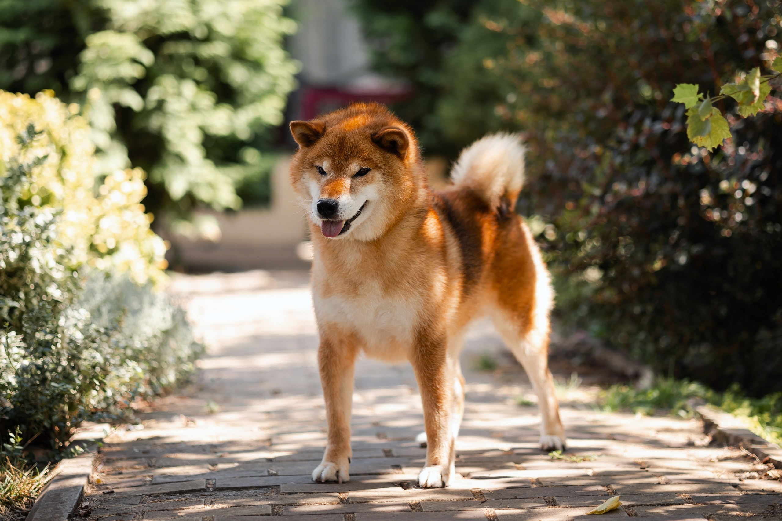 TOYOKHARA SHIBA PRINCE OF MY HEART. Питомник сиба-ину «Sharm Grais» в Краснодаре