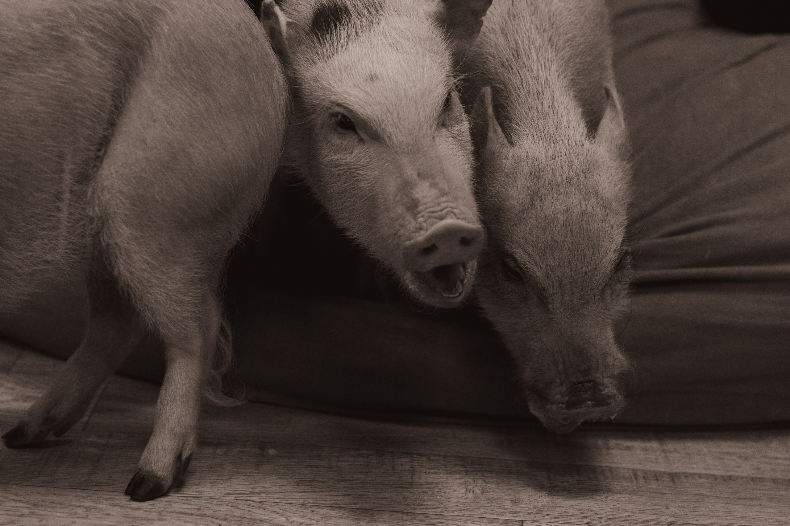 Хрюшки хрюшечные. Фотограф Москва, портрет, стрит, репортаж. Художественная фотосессия