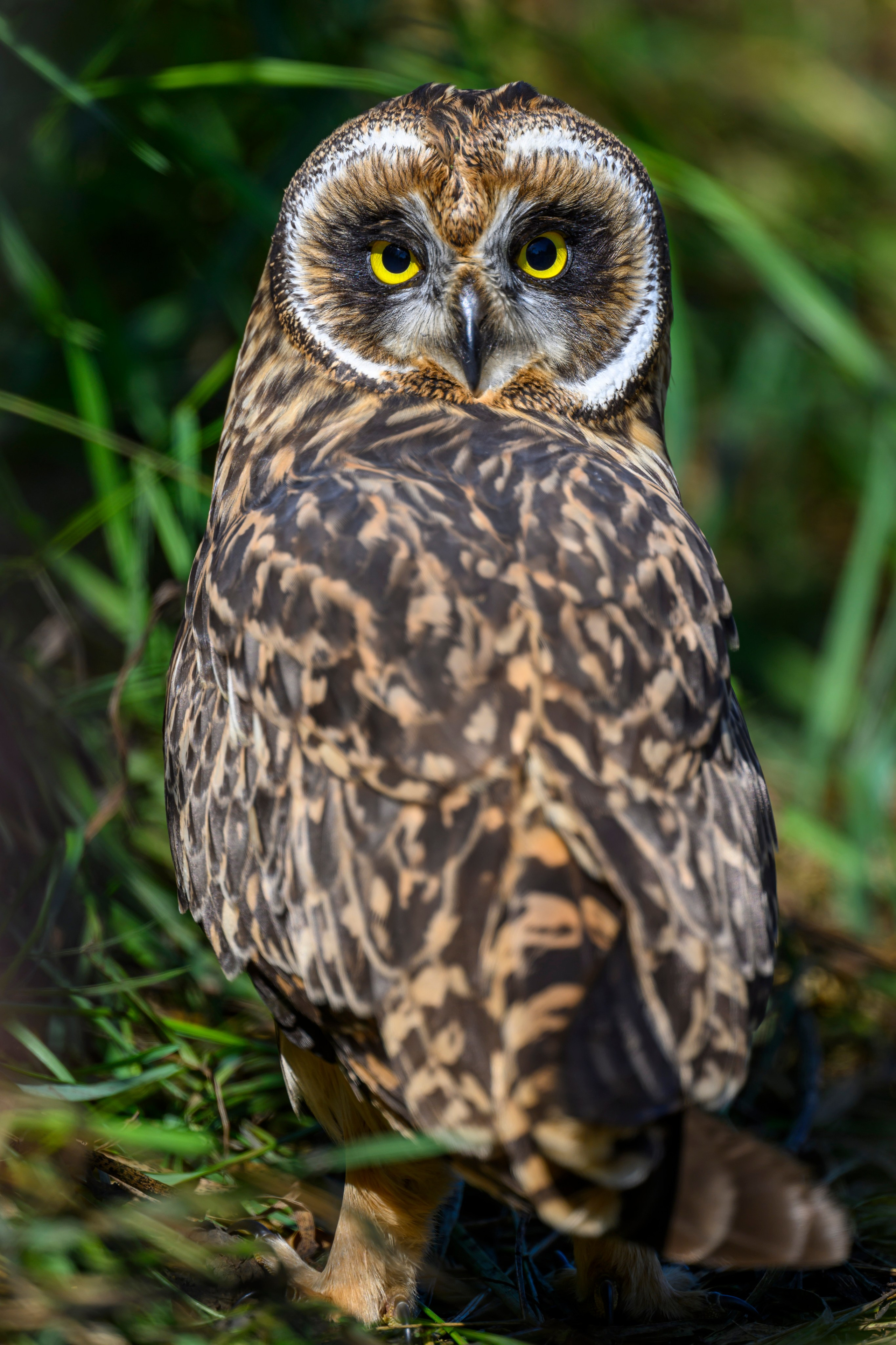 Храбрый совенок | Brave owlet. Фотограф Сергей Пупонин